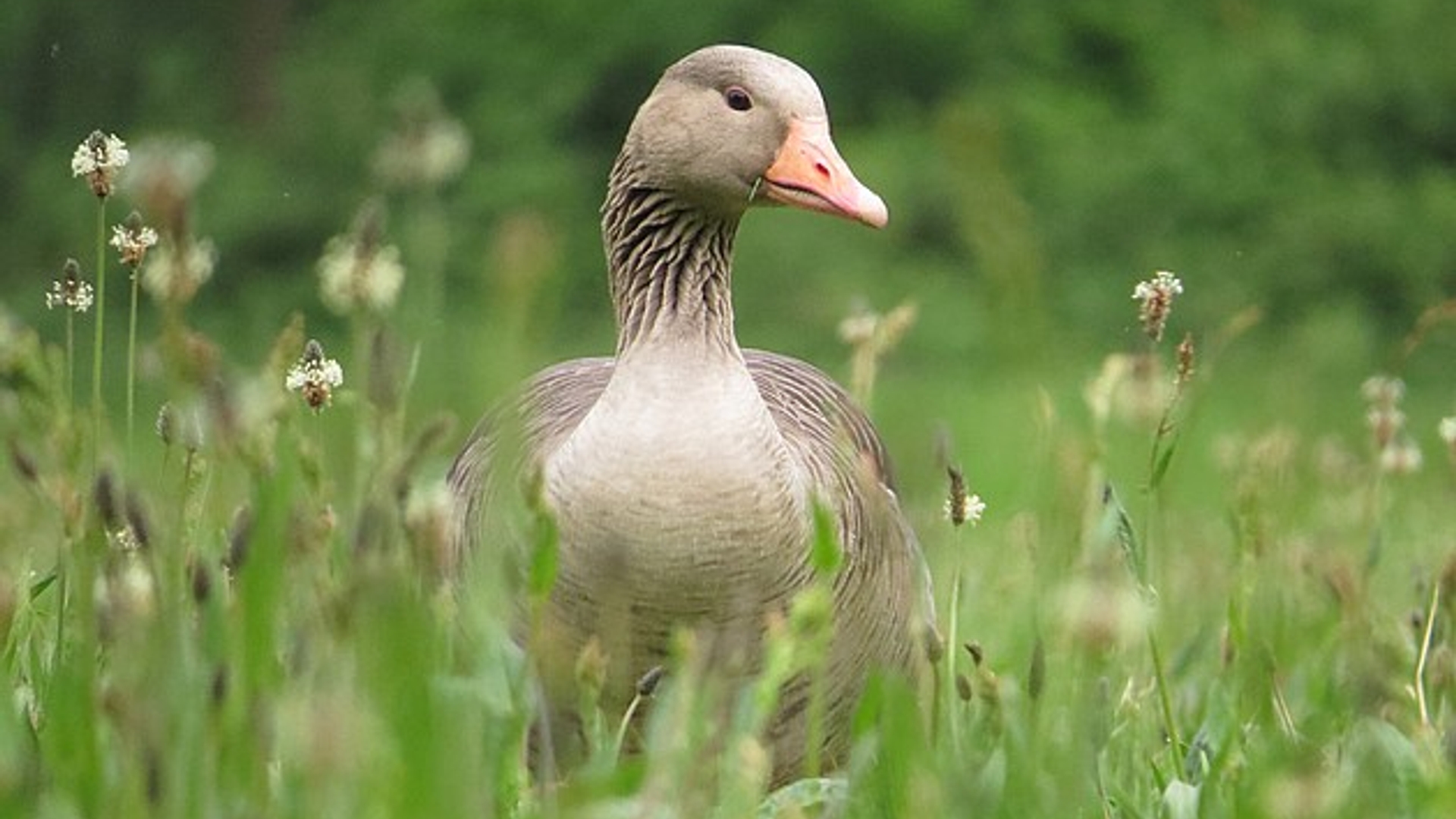 gans_MarijkeKemps.jpg