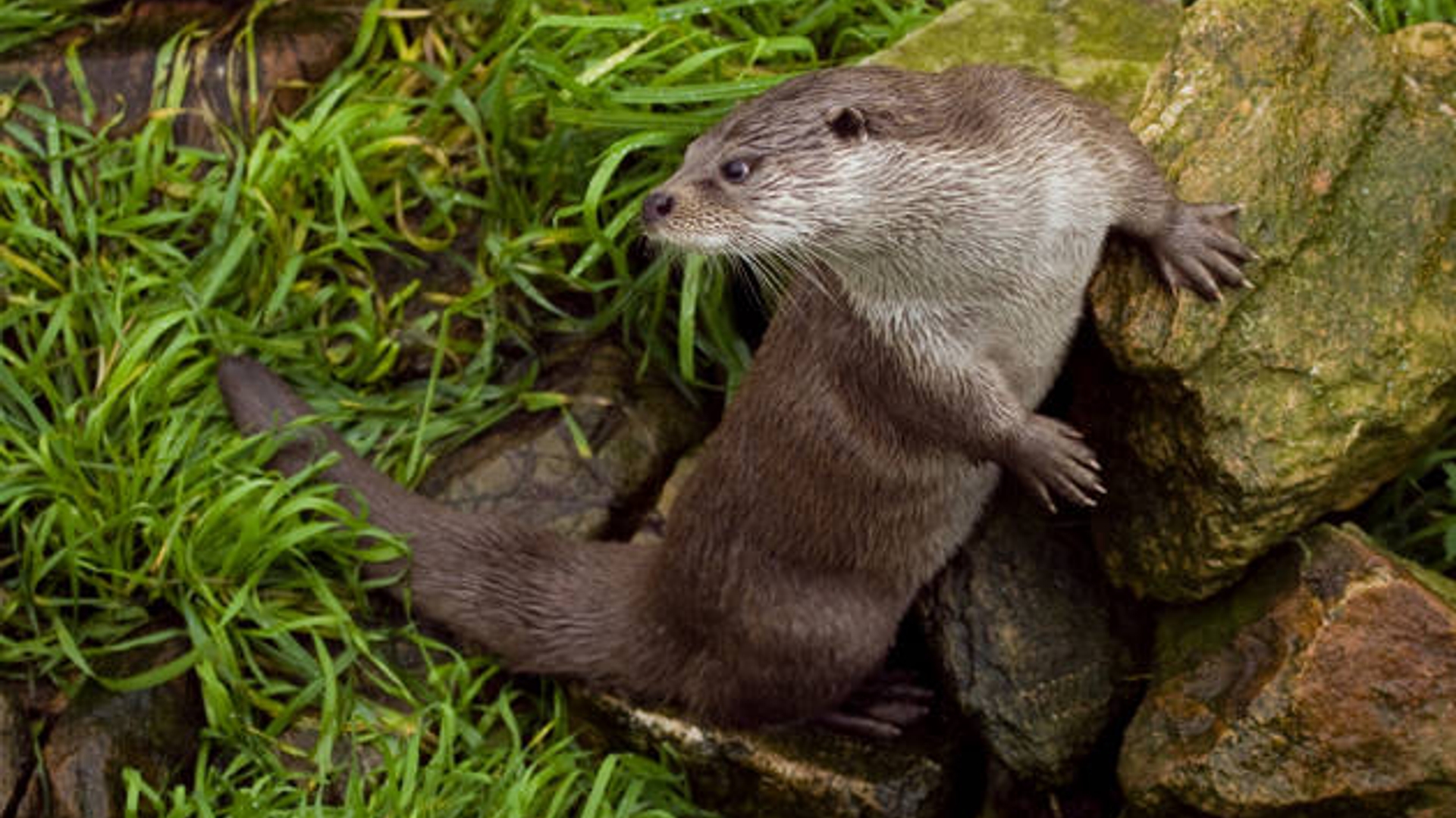 otter_12.jpg