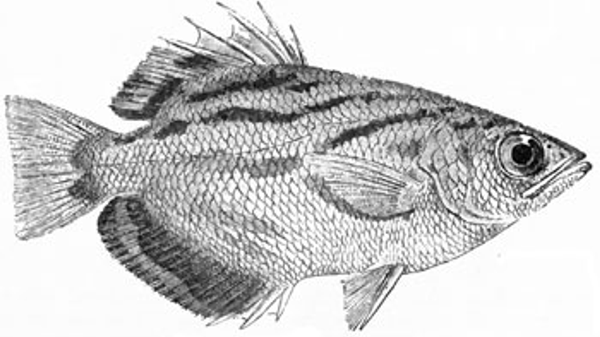 ToxotesMicrolepis.jpg