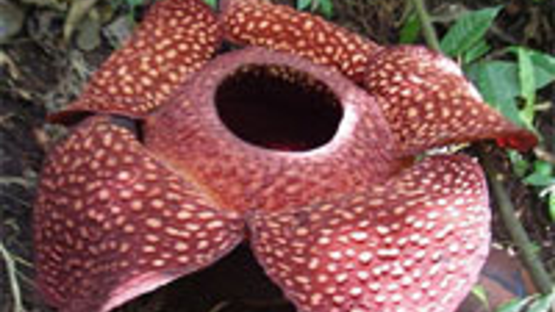 rafflesia-arnoldii.jpg