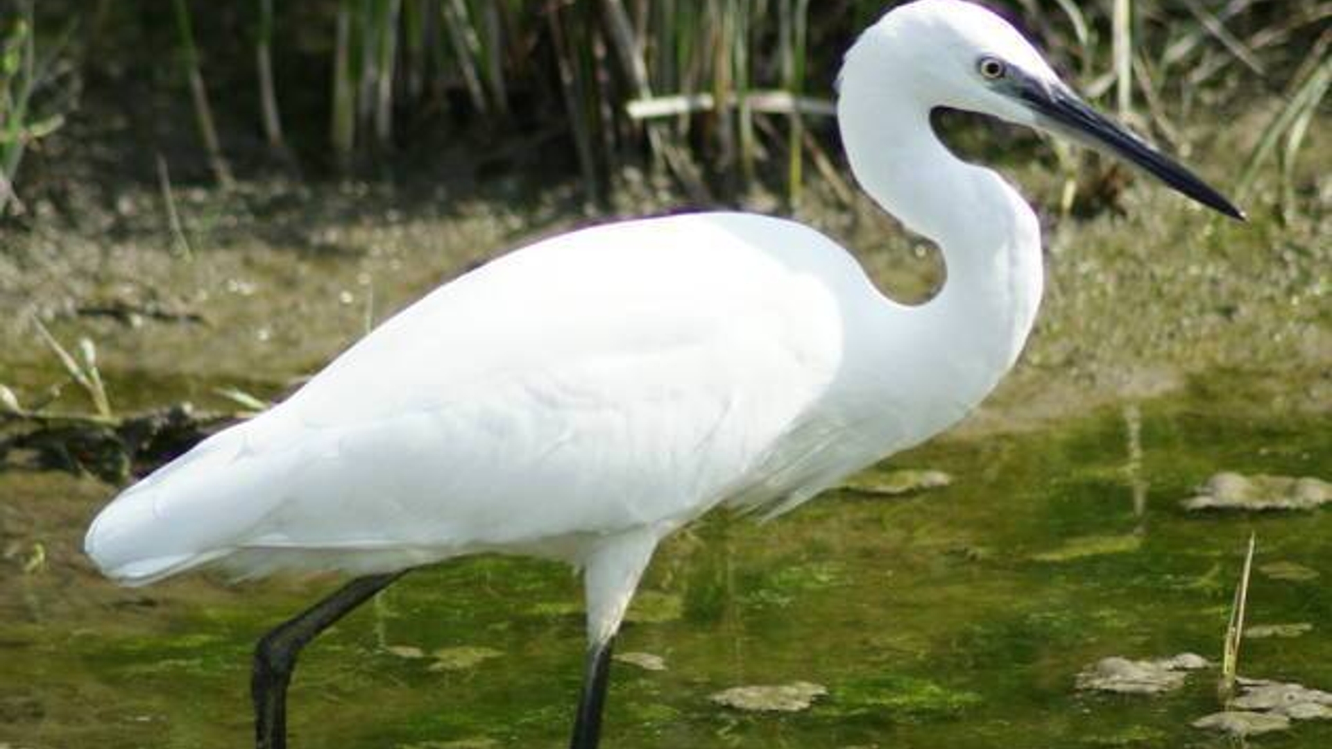 kleine_zilverreiger.jpg