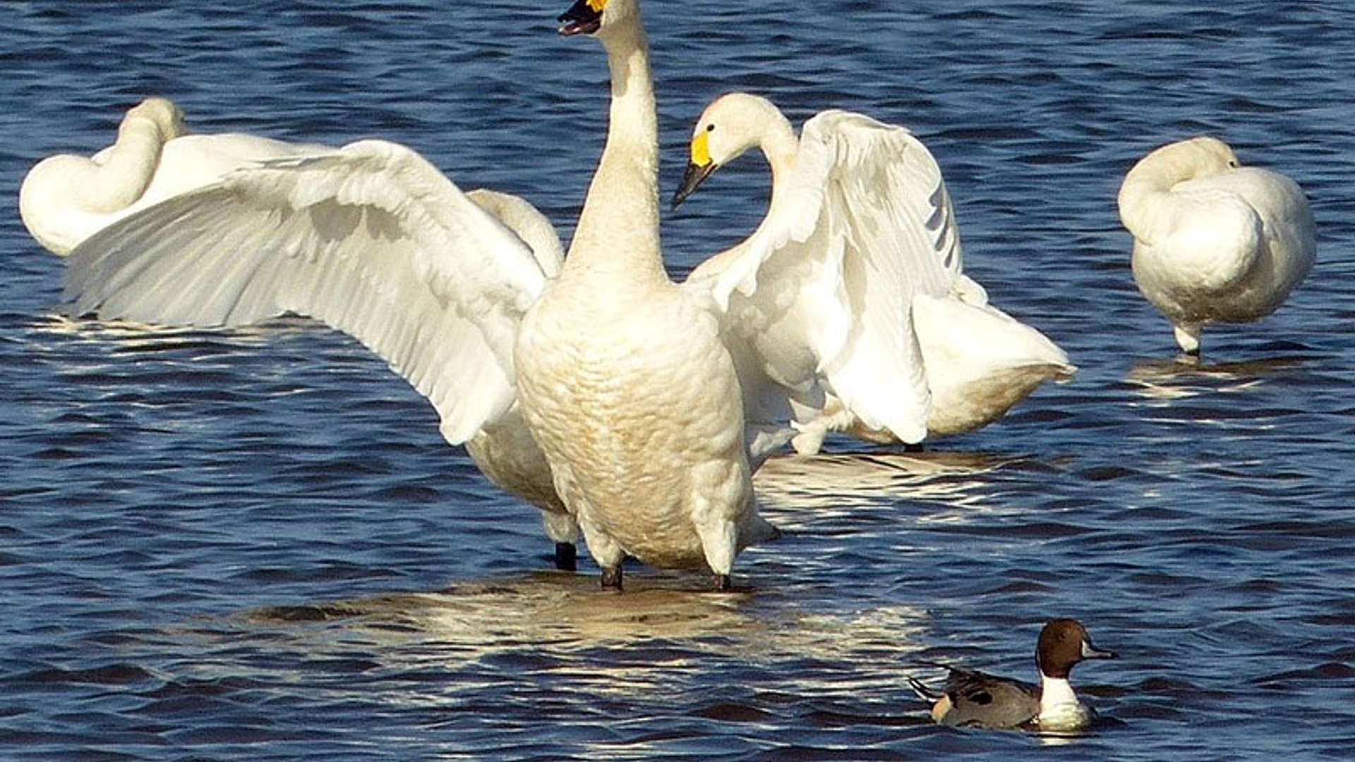 kleine-zwaan.jpg