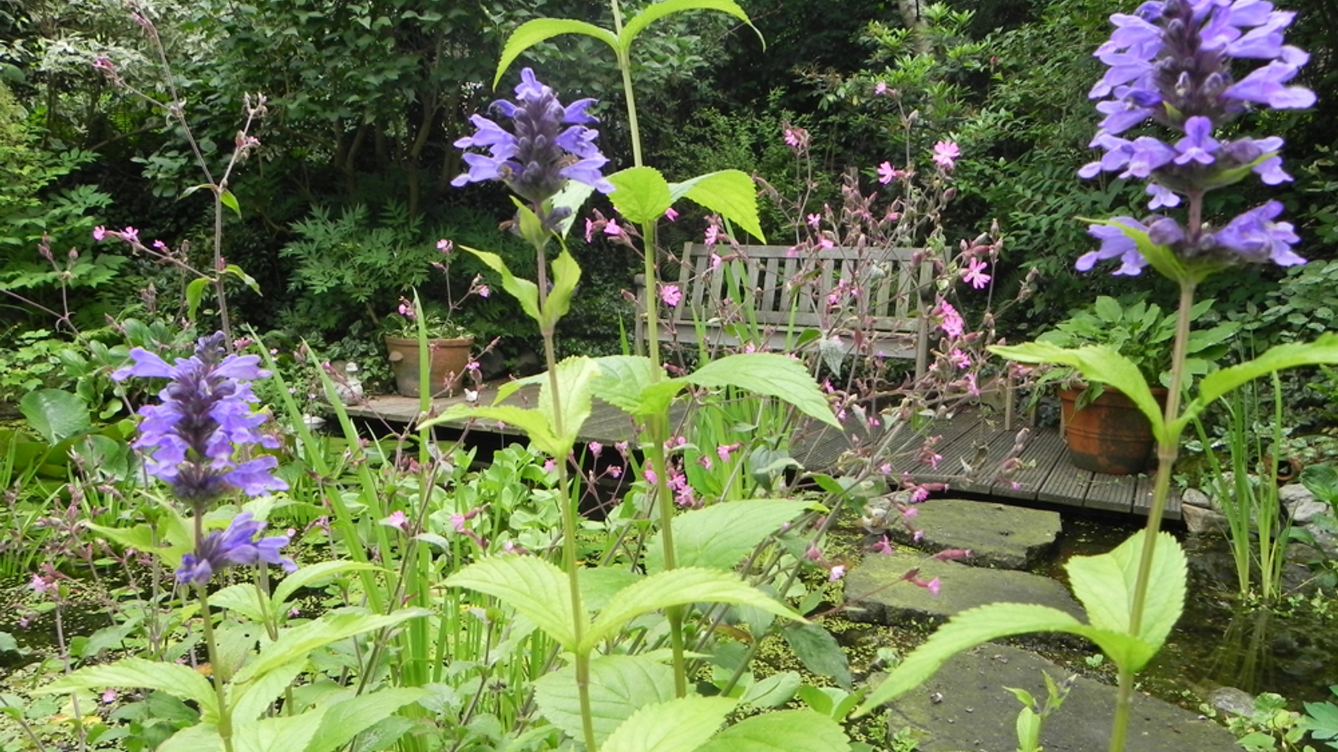 Zomertuin_Carla_1verkleind.jpg