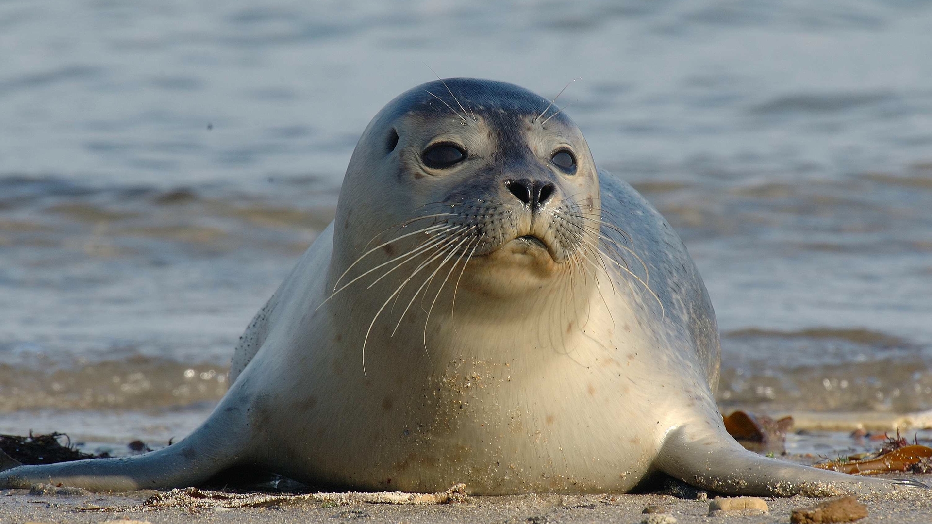 foto_zeehond_entingfilms.jpg