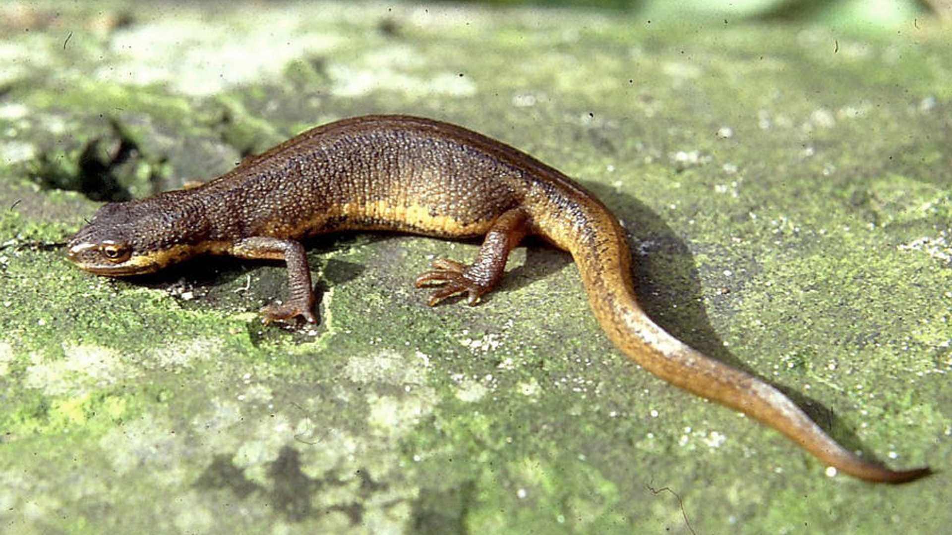 Kleine_watersalamander_hofst694.jpg