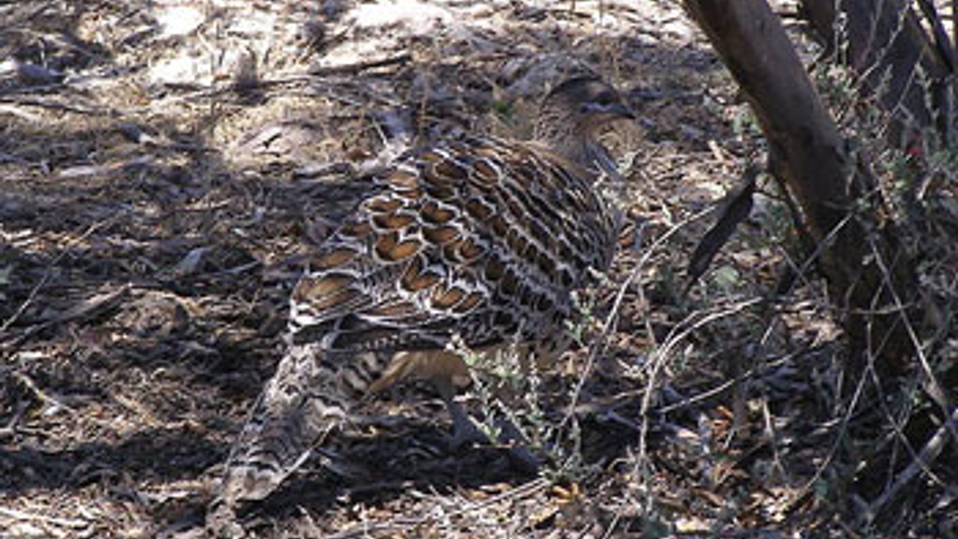 800px-Malleefowl-camouflage.jpg