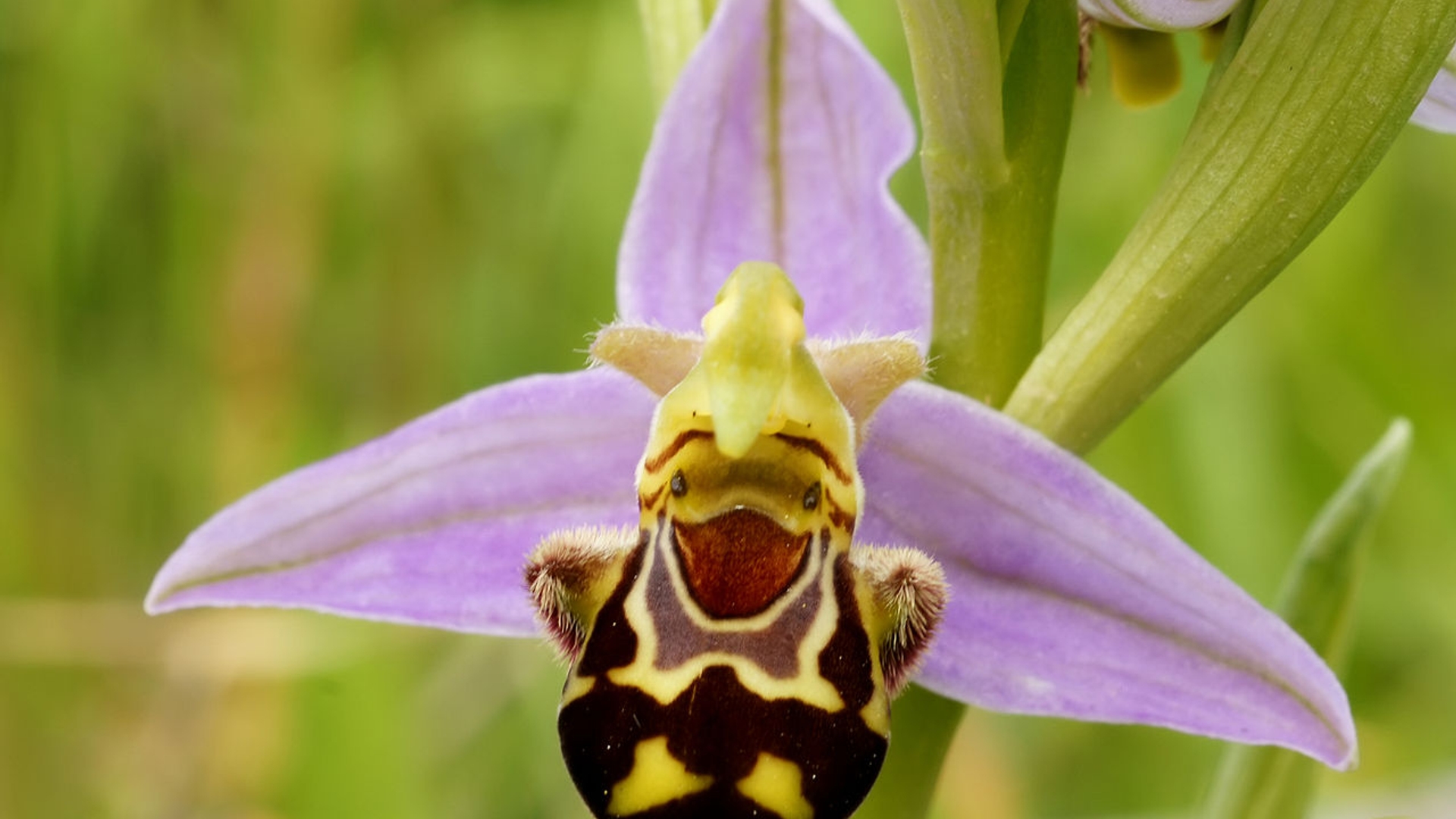 1280px-Ophrys_apifera__flower_.jpg