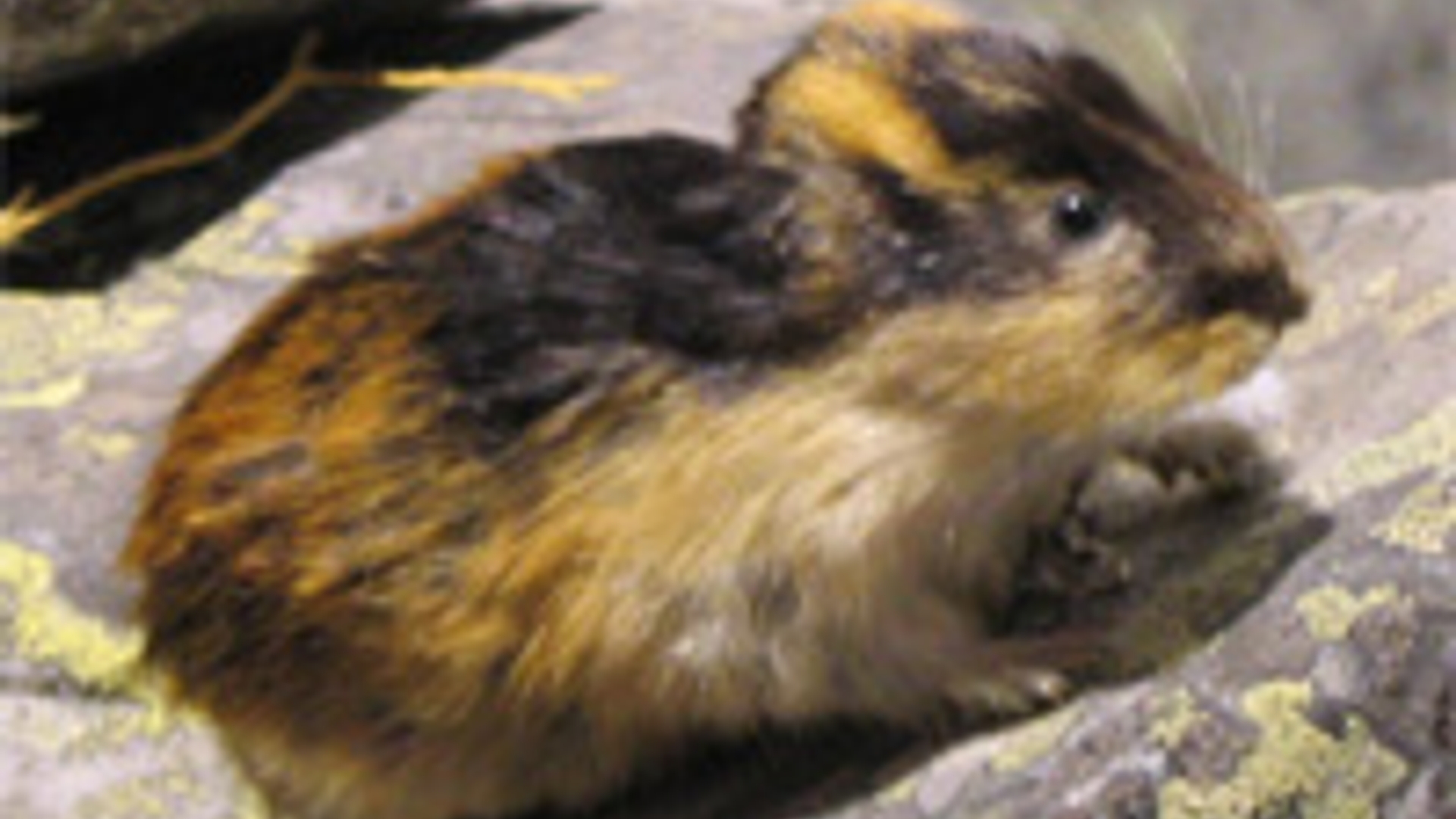 lemming2.jpg