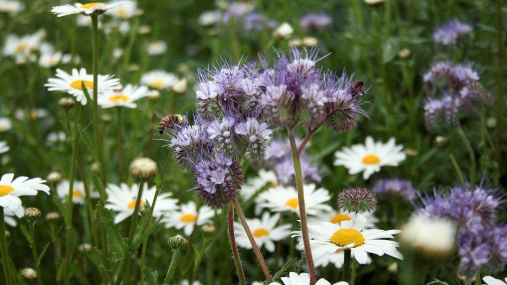 Phacelia_Anna_Kemp.jpg