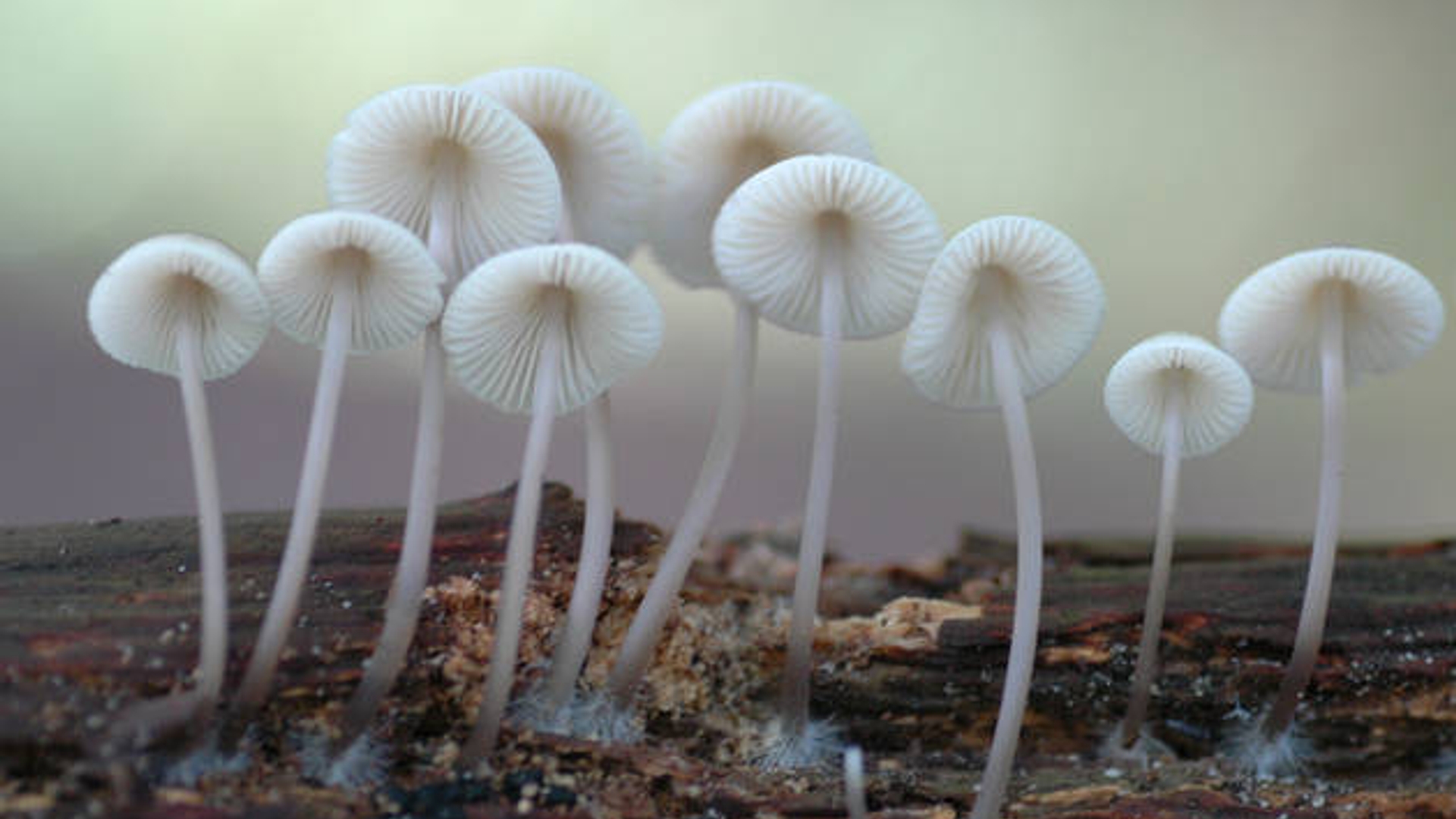 mycena.jpg