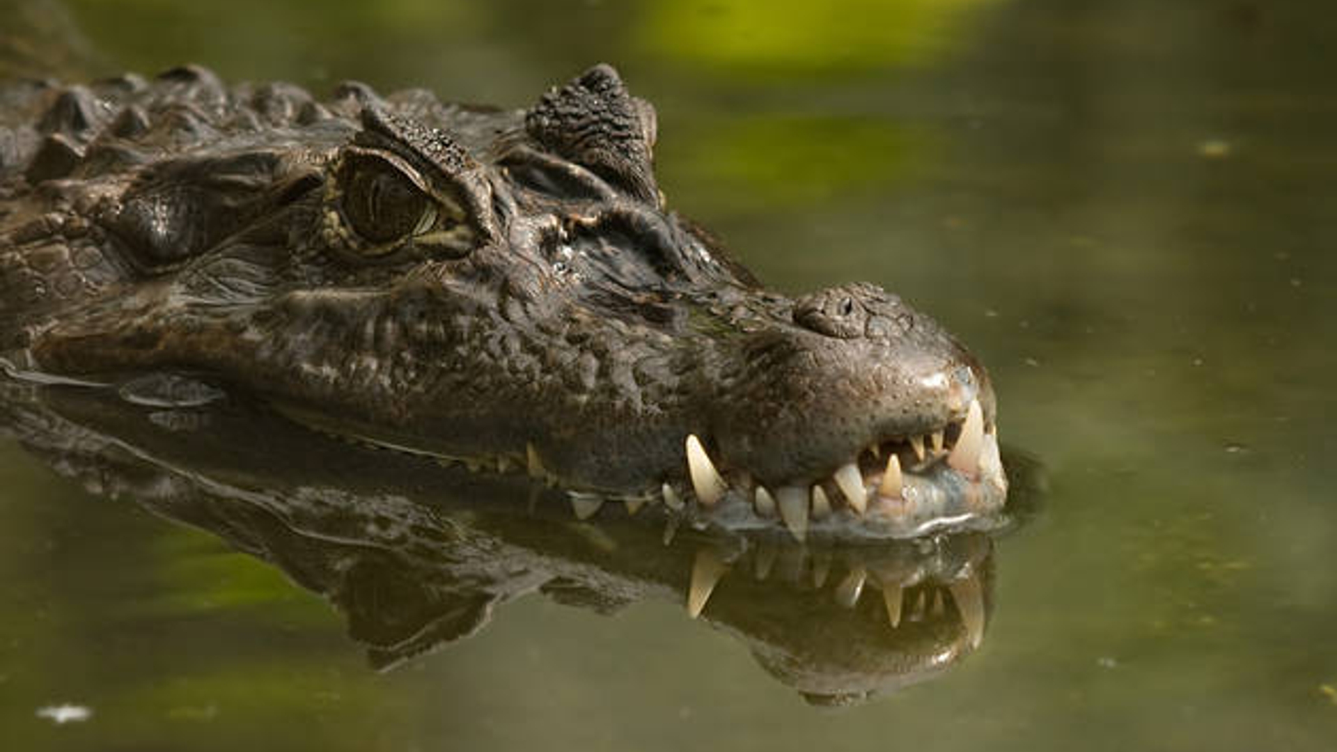 krokodil_17.jpg