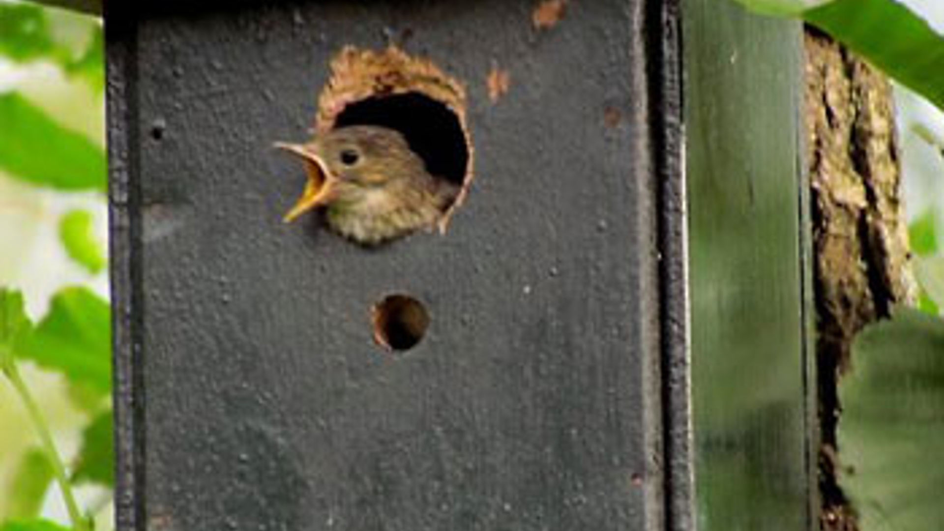 Vogeltje.jpg