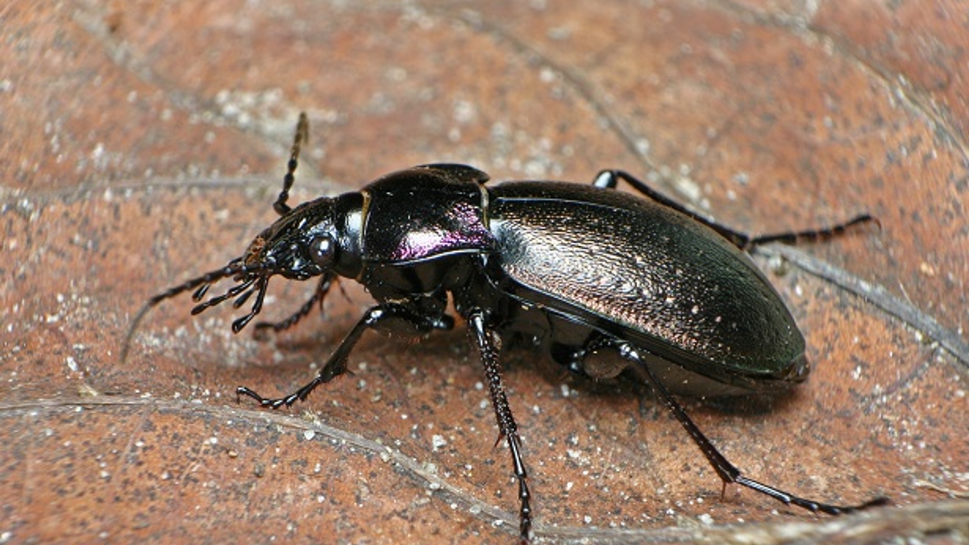 Carabus_problematicus__Tim_Faasen_.jpg