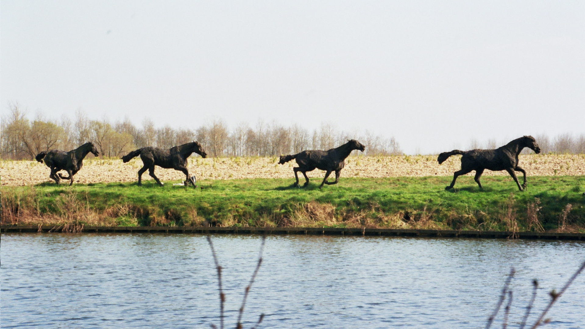 wildepaarden.jpg