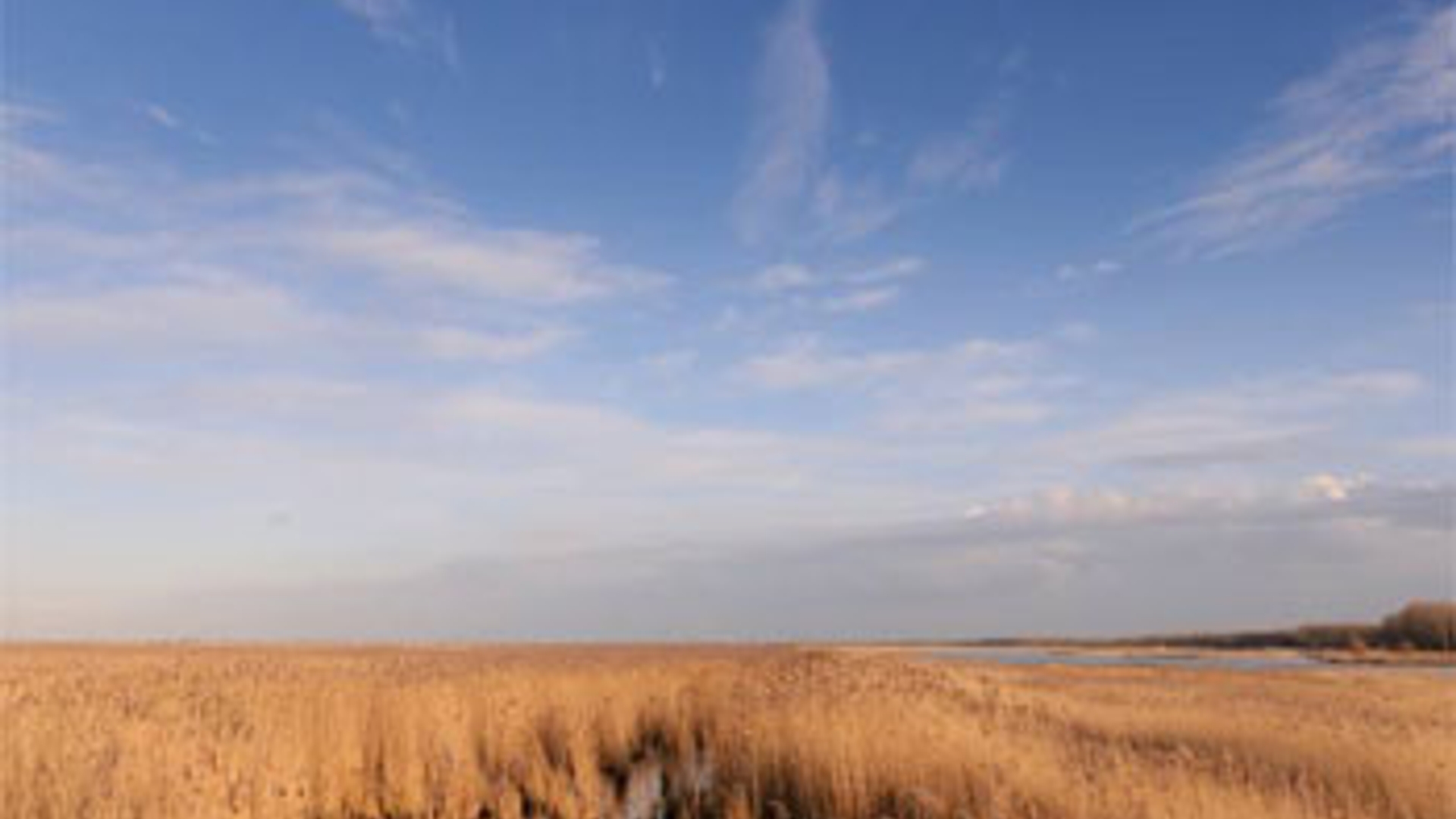 Oostvaardersplassen-nieuws.jpg