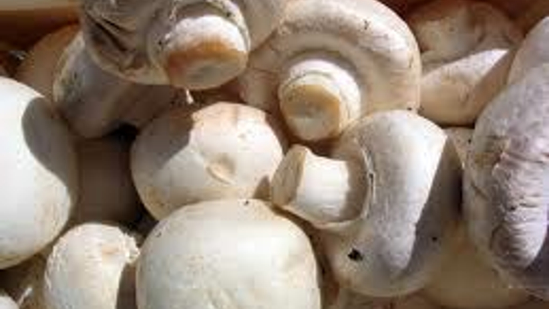 champignons.jpeg