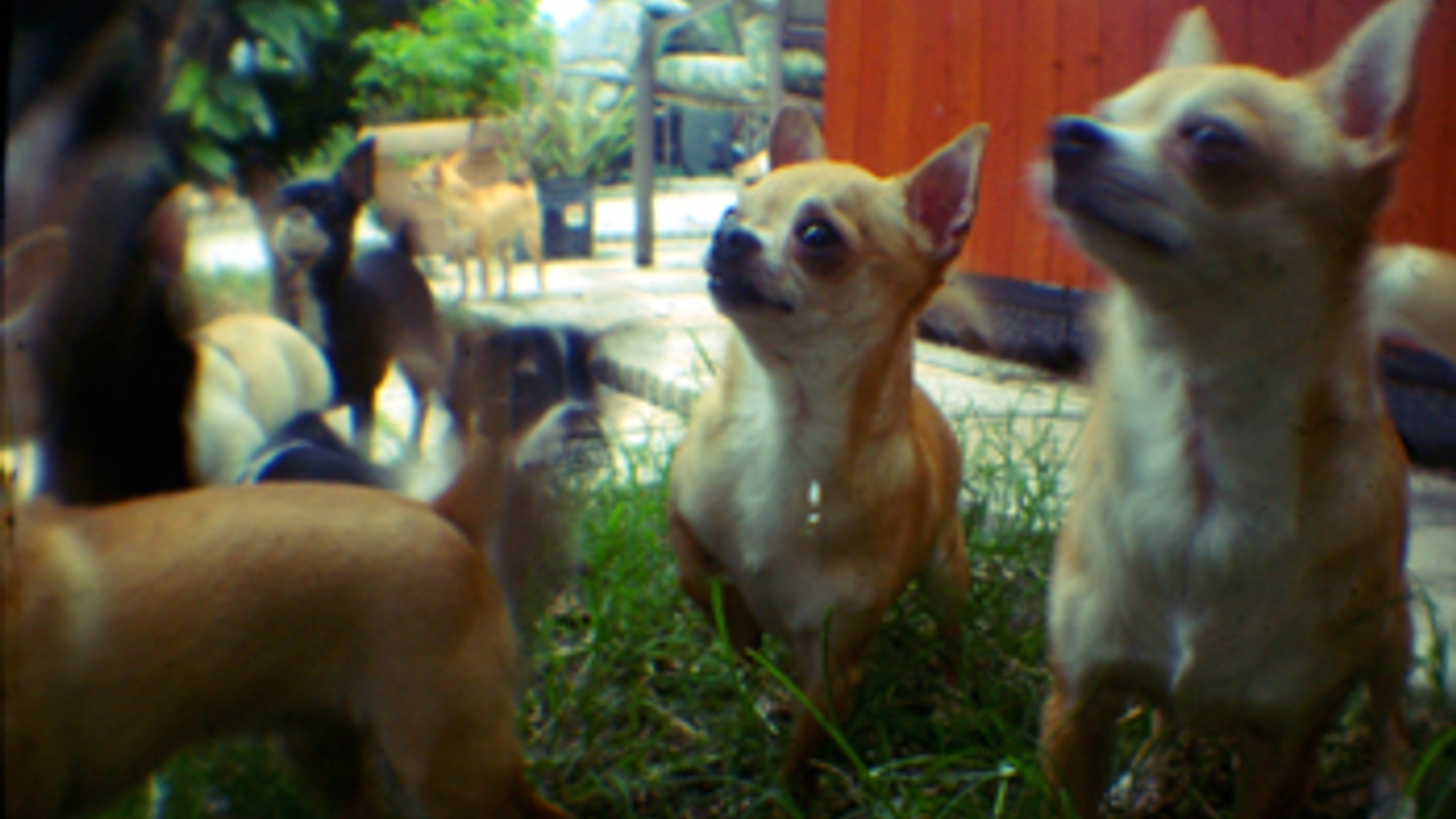 chihuahuas_cc_flickr_JudeanPeoplesFront.jpg