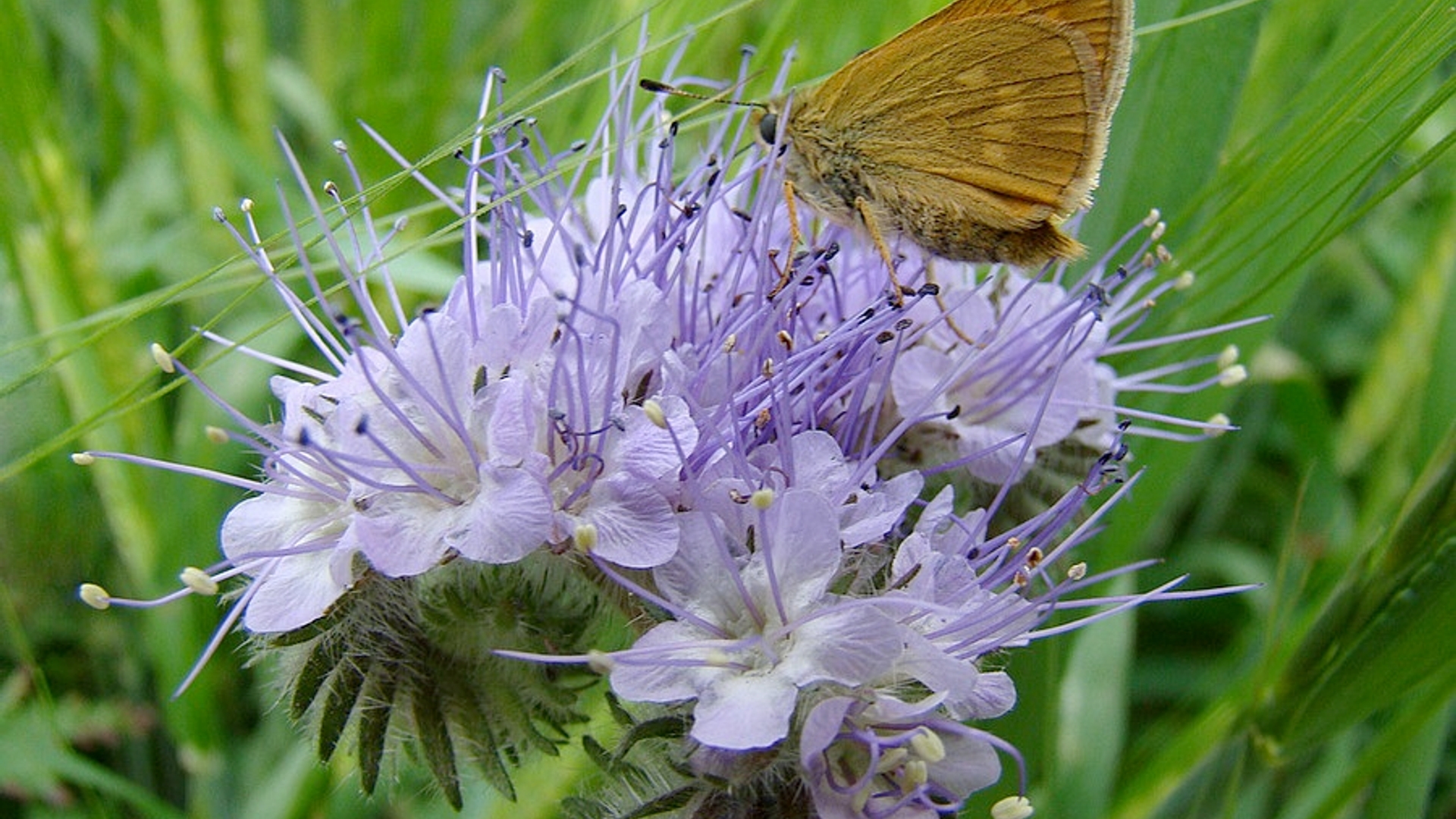 Phacelia_met_dikkopje_van_tinyvandermeer.jpg