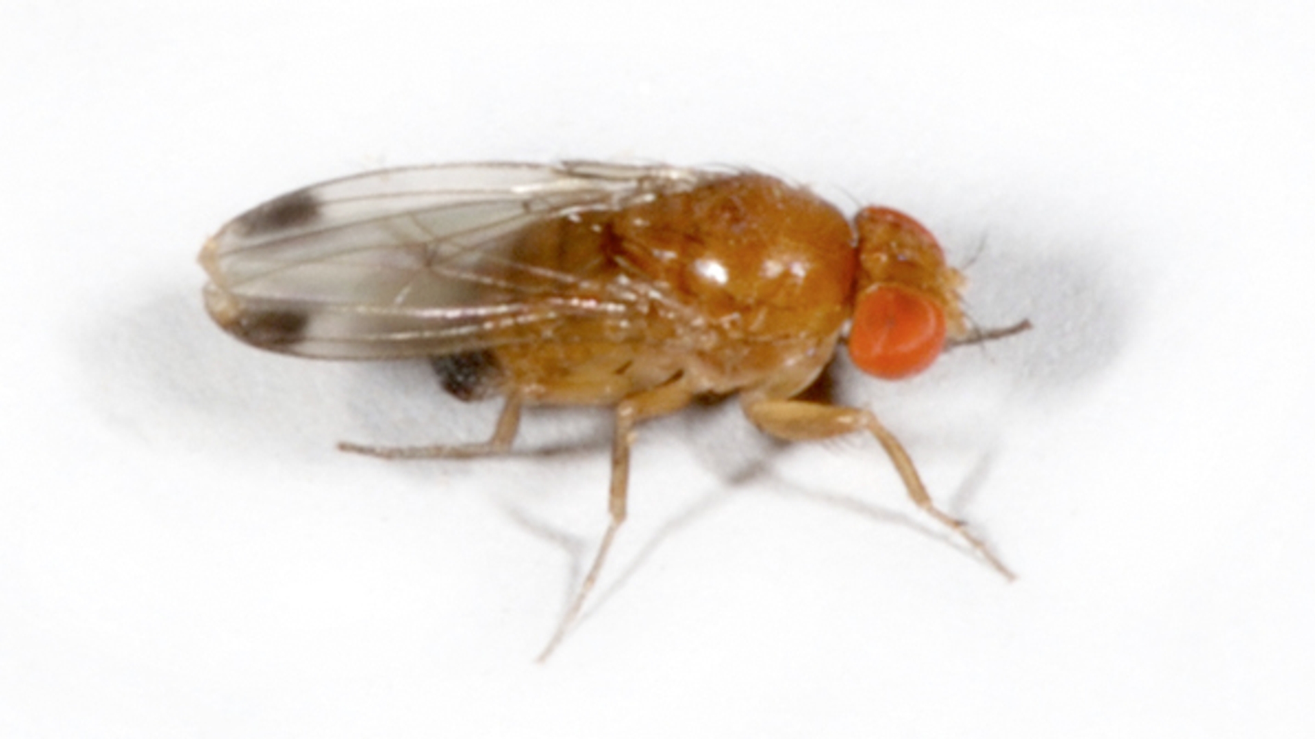 Drosophila-suzukii_Martin-Hauser_-Wikimedia-commons.jpg
