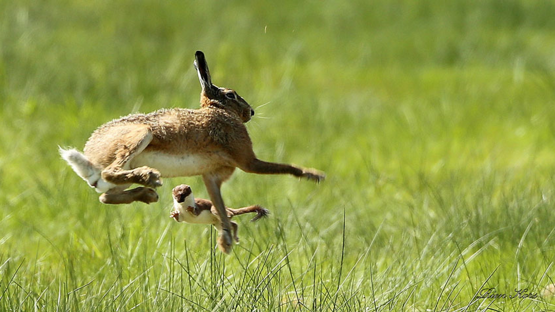 hermelijn-haas-2--Fotograaf--rien-kors