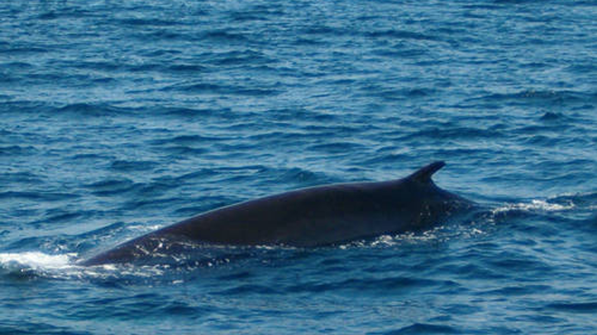 walvis_31.jpg