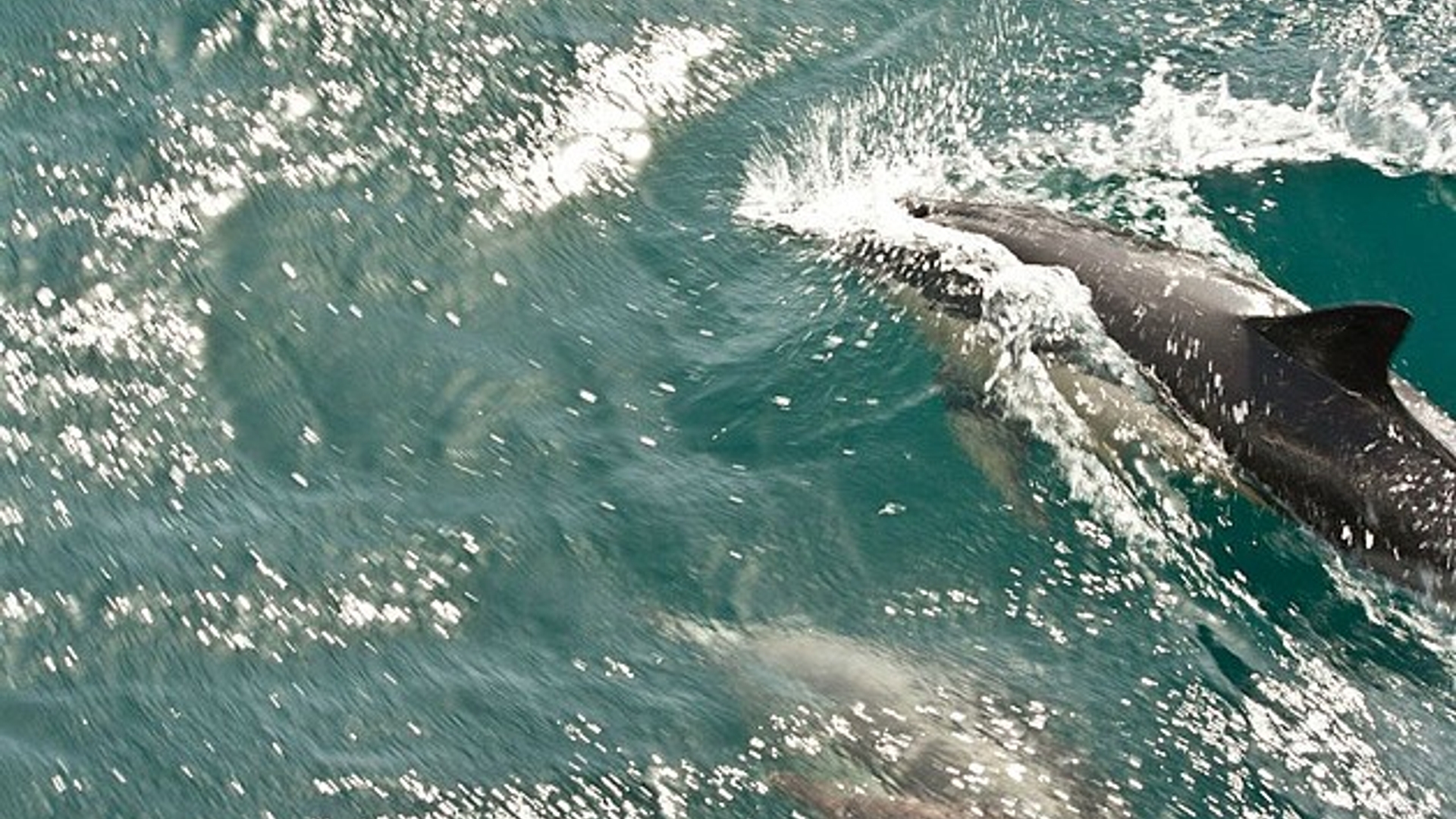 dolfijn_31.jpg