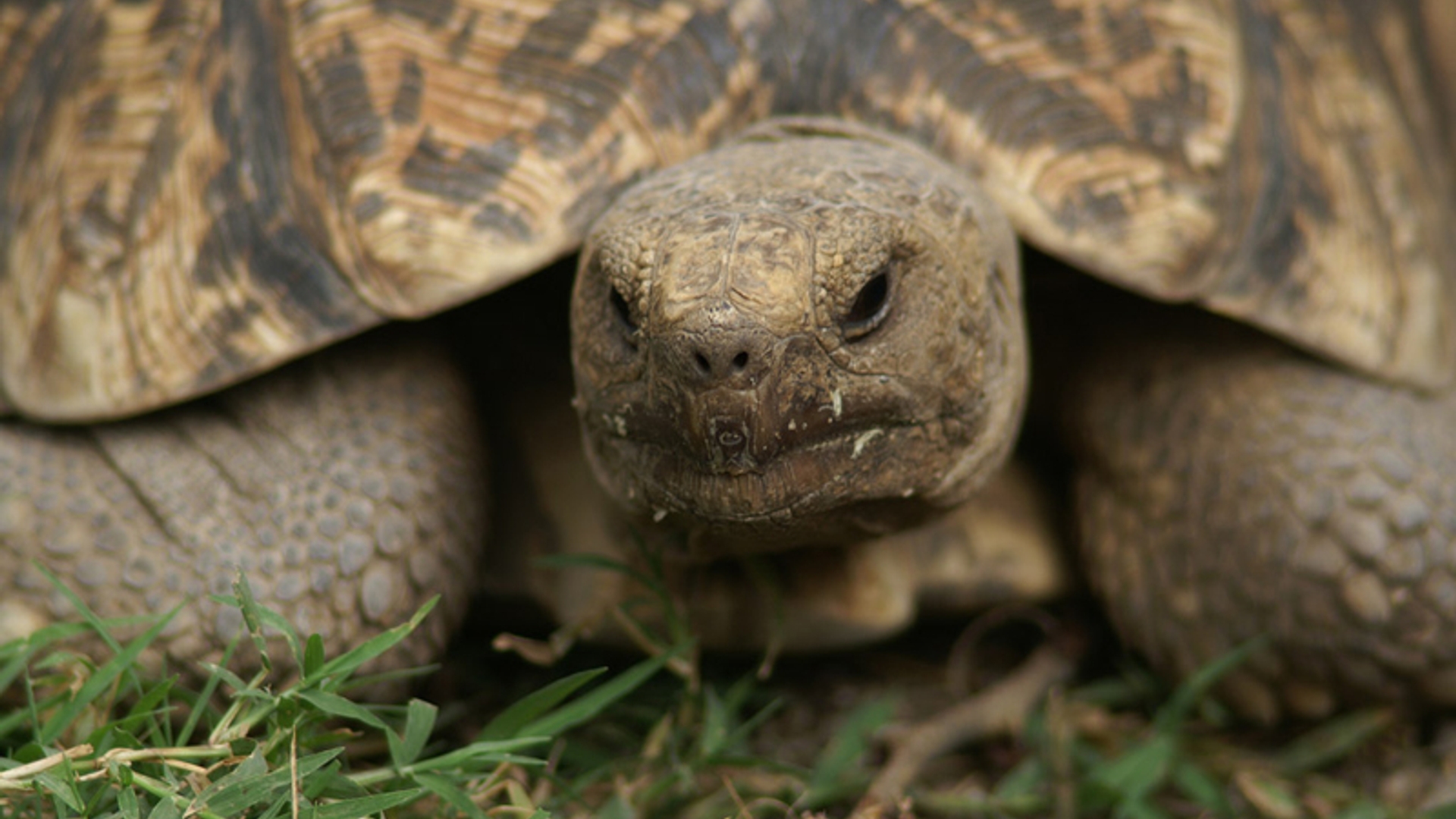 Leopard-tortoise-1.jpg