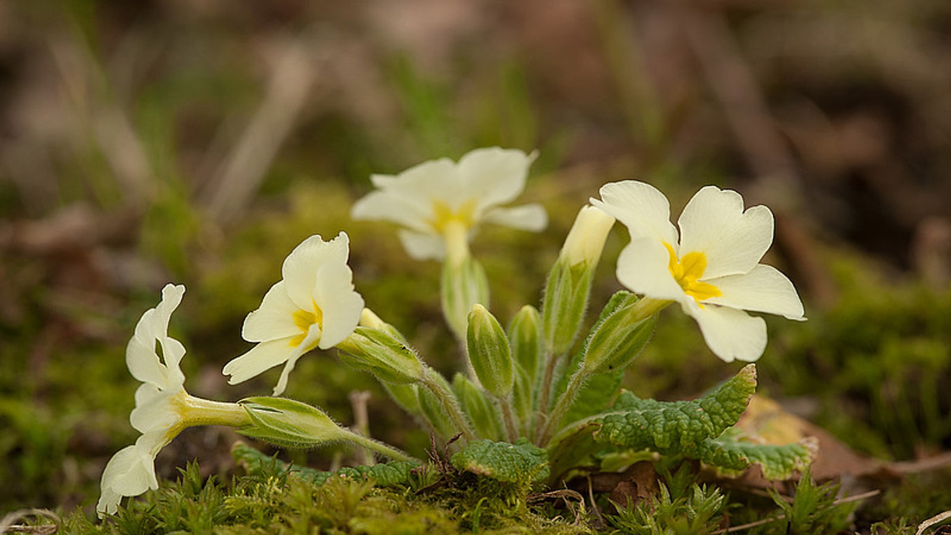 stengellozesleutelbloem.jpg