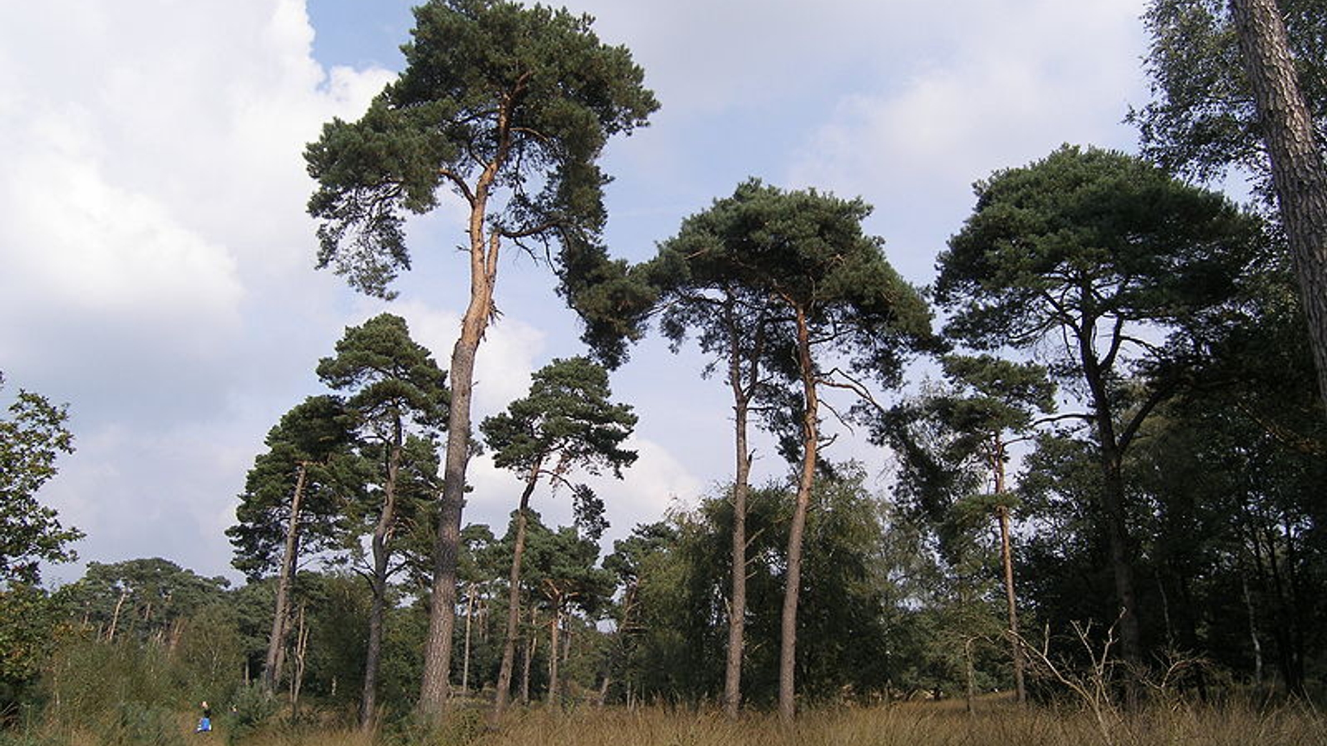 Dennenbos_Kampina.jpg