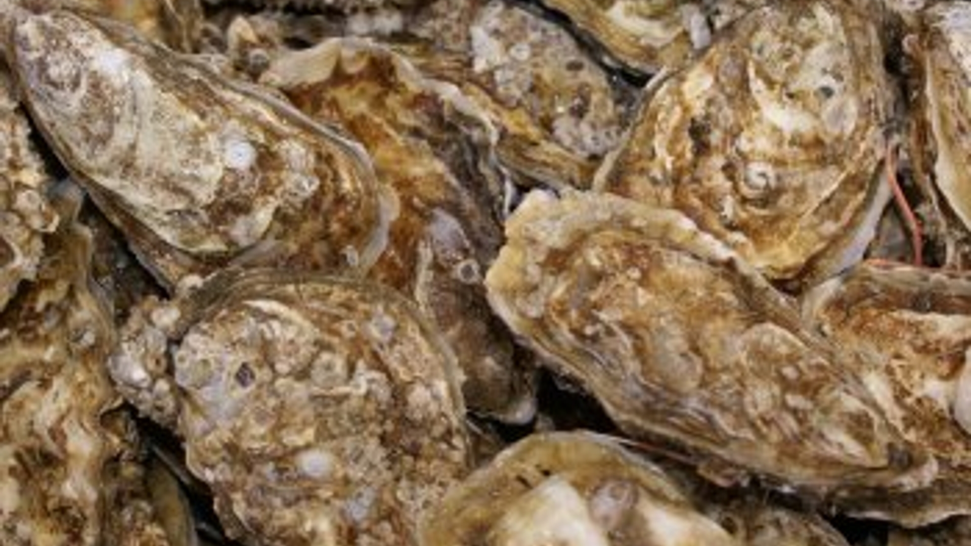 oesters_01.jpg