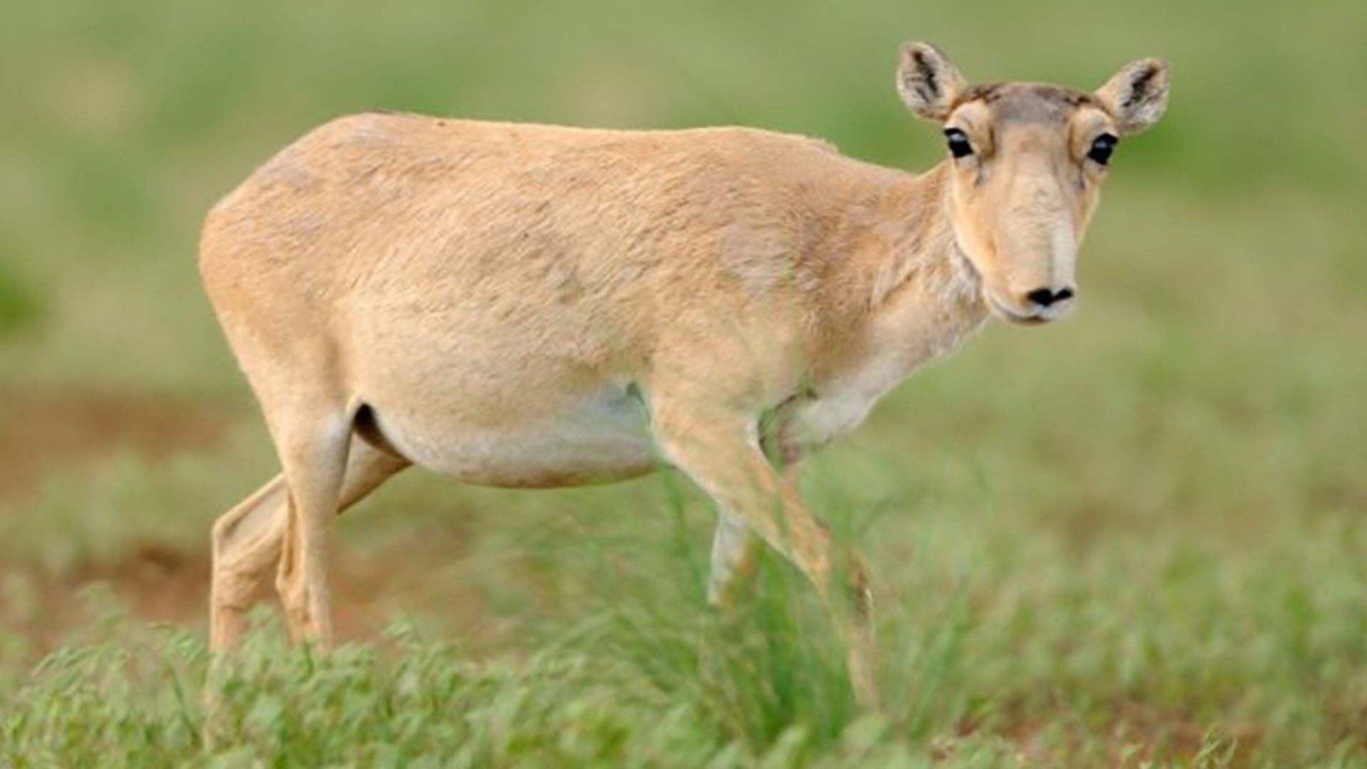 saiga-antilopen