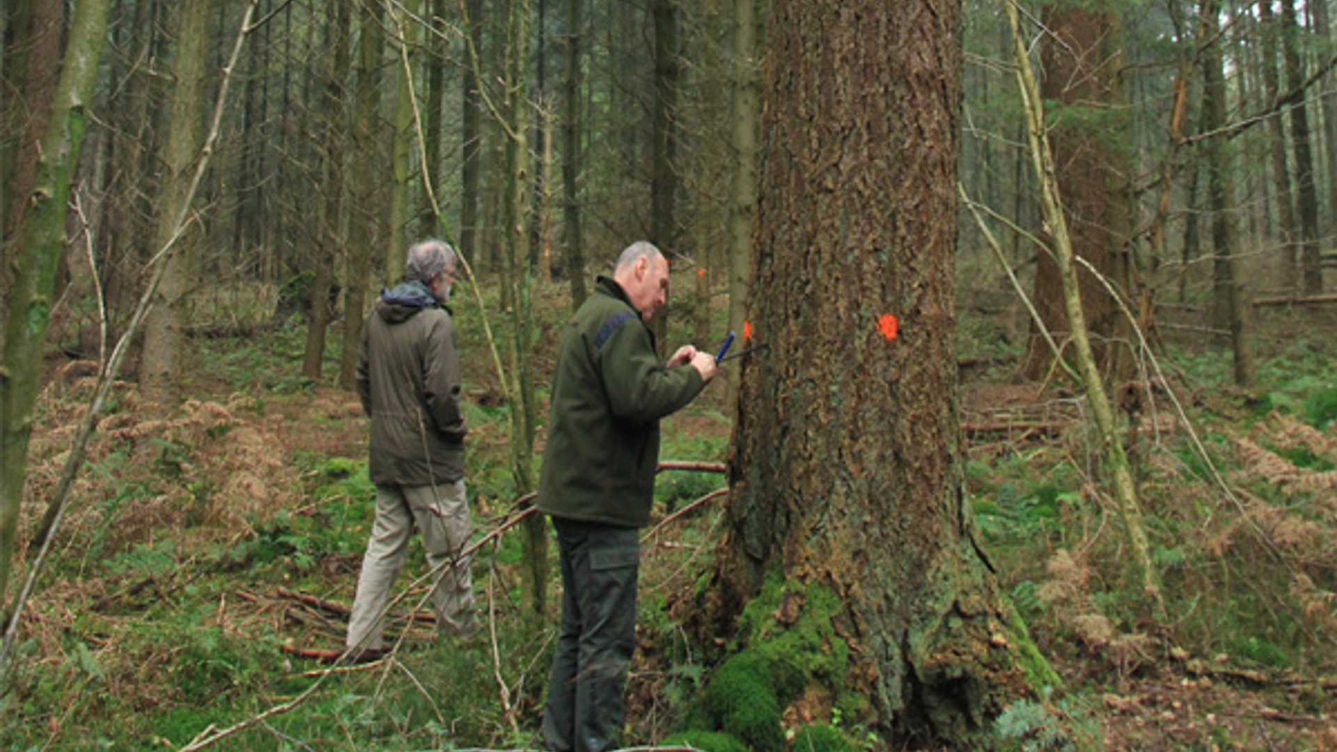 staatsbos..jpg