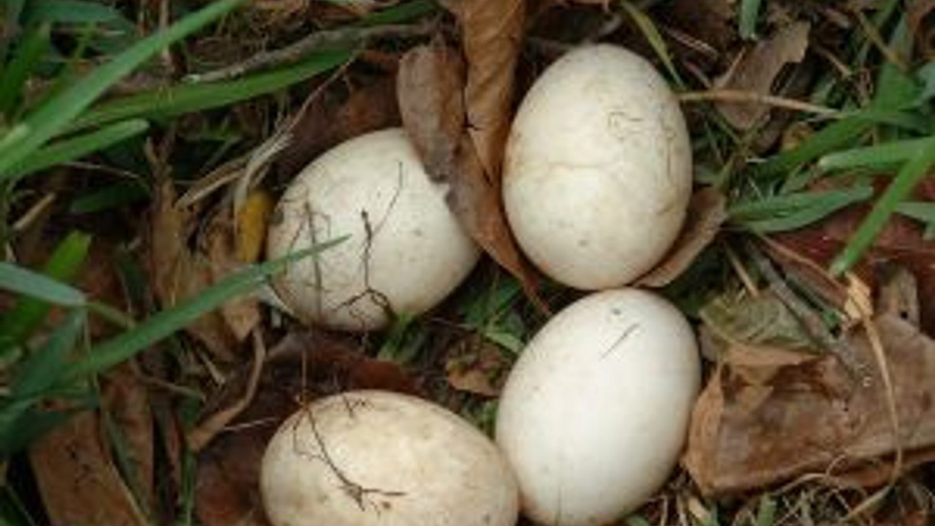 606775_natural_eggs.jpg