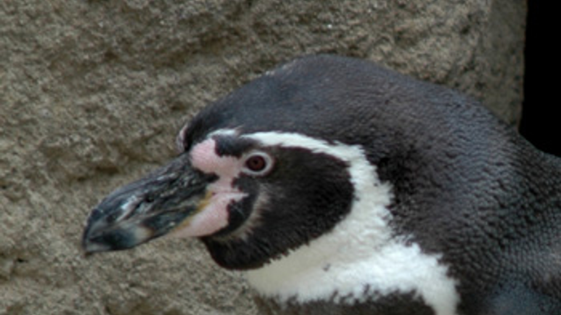 pinguin.jpg