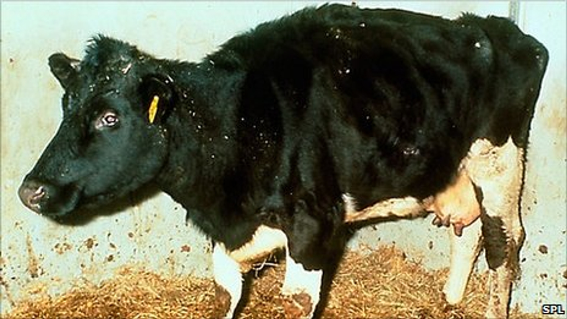 _49057589_m980038-cow_infected_with_bse_mad_cow_disease-spl.jpg