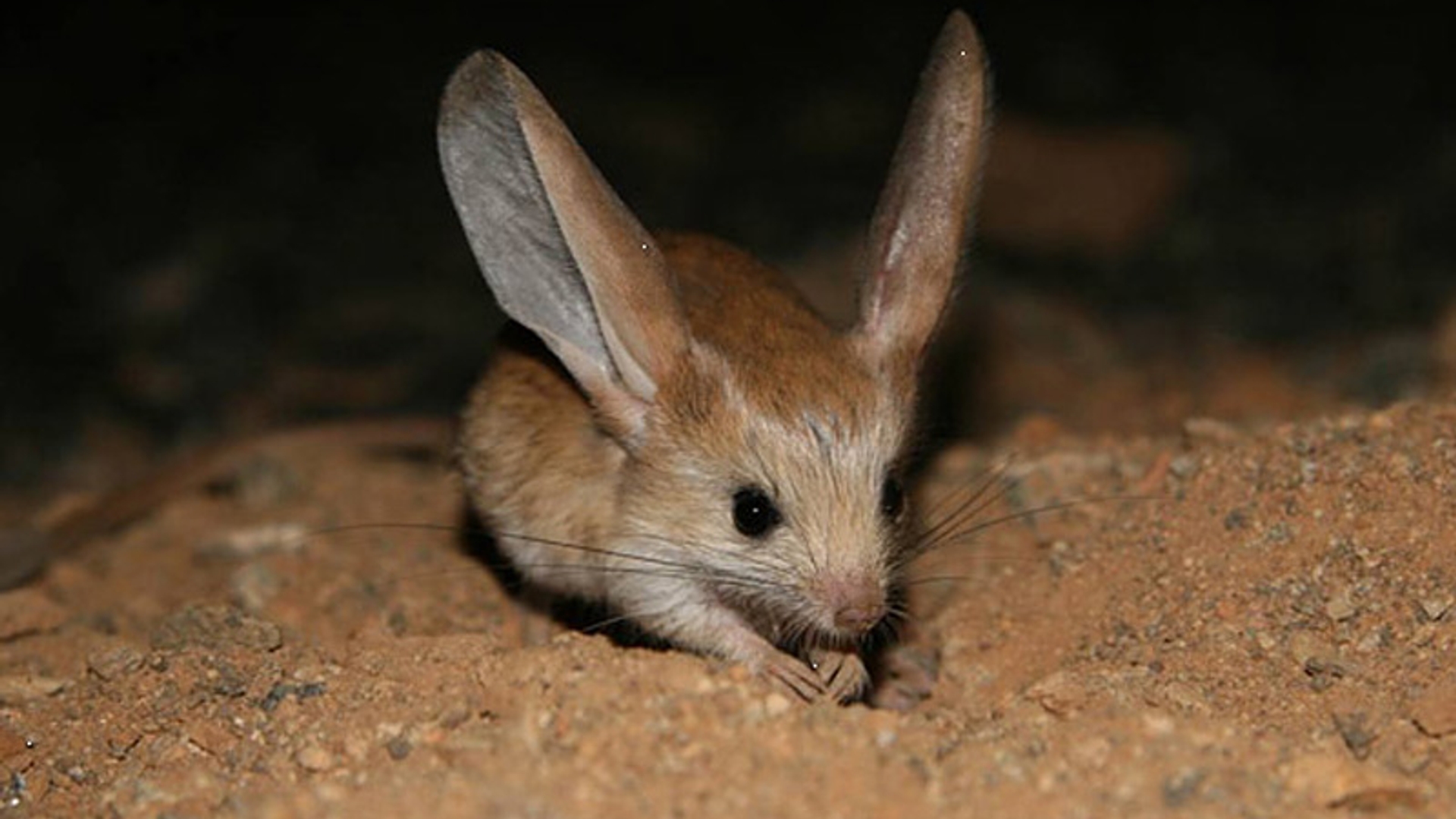 jerboa_nrv_c_ZSL.jpg