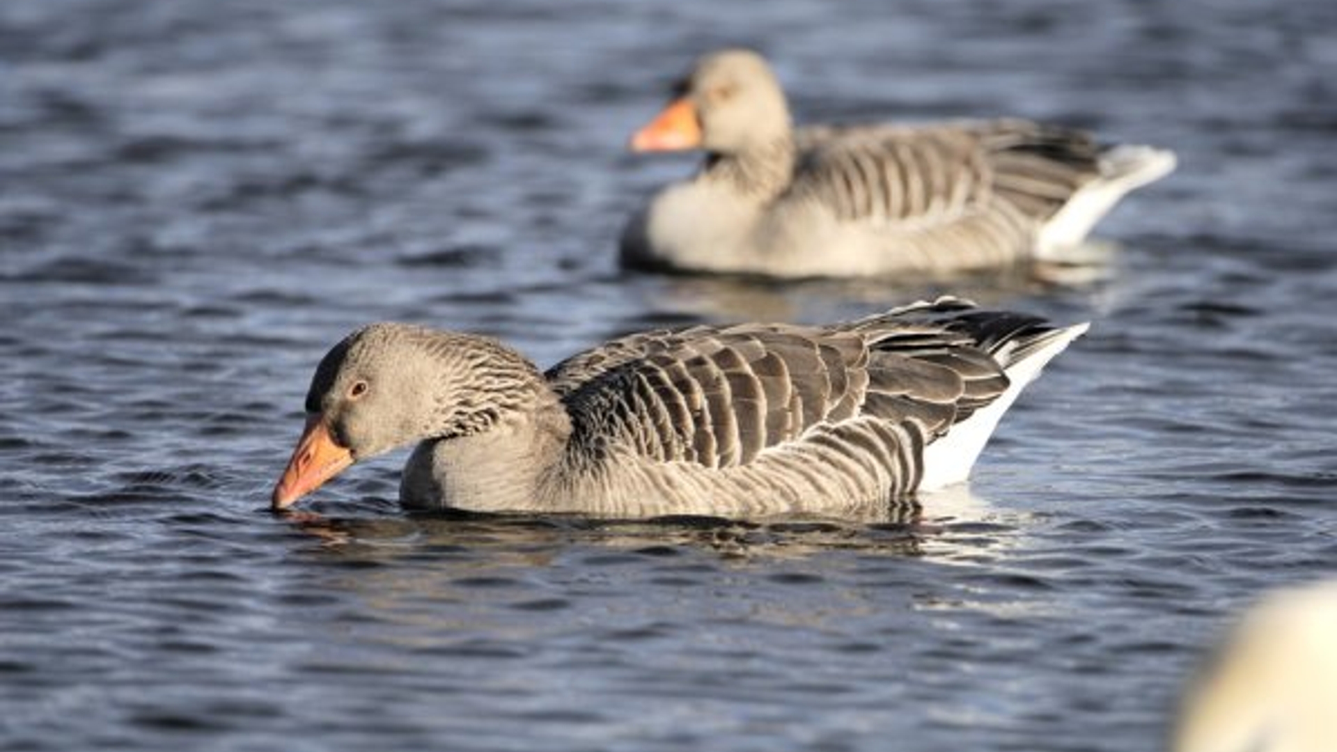 grauwe_gans.jpg