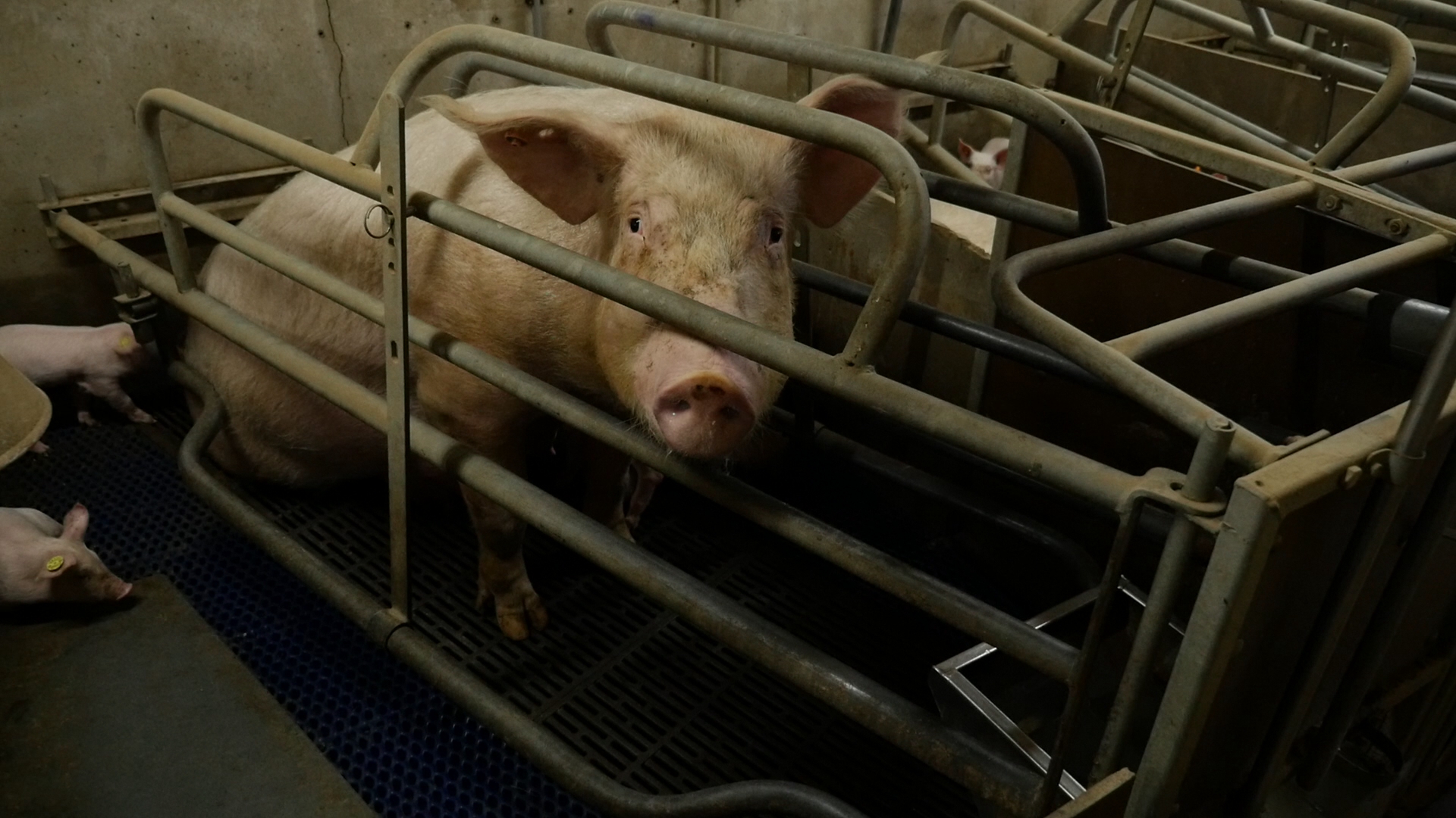 CIWF - Nederlands moedervarken in kraamkooi