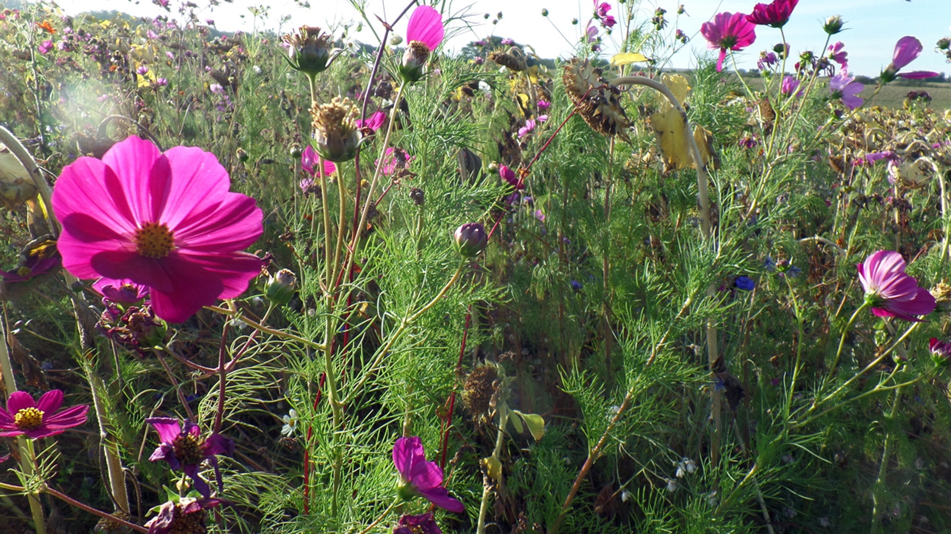 zonnebloemen_mixed_2.jpg