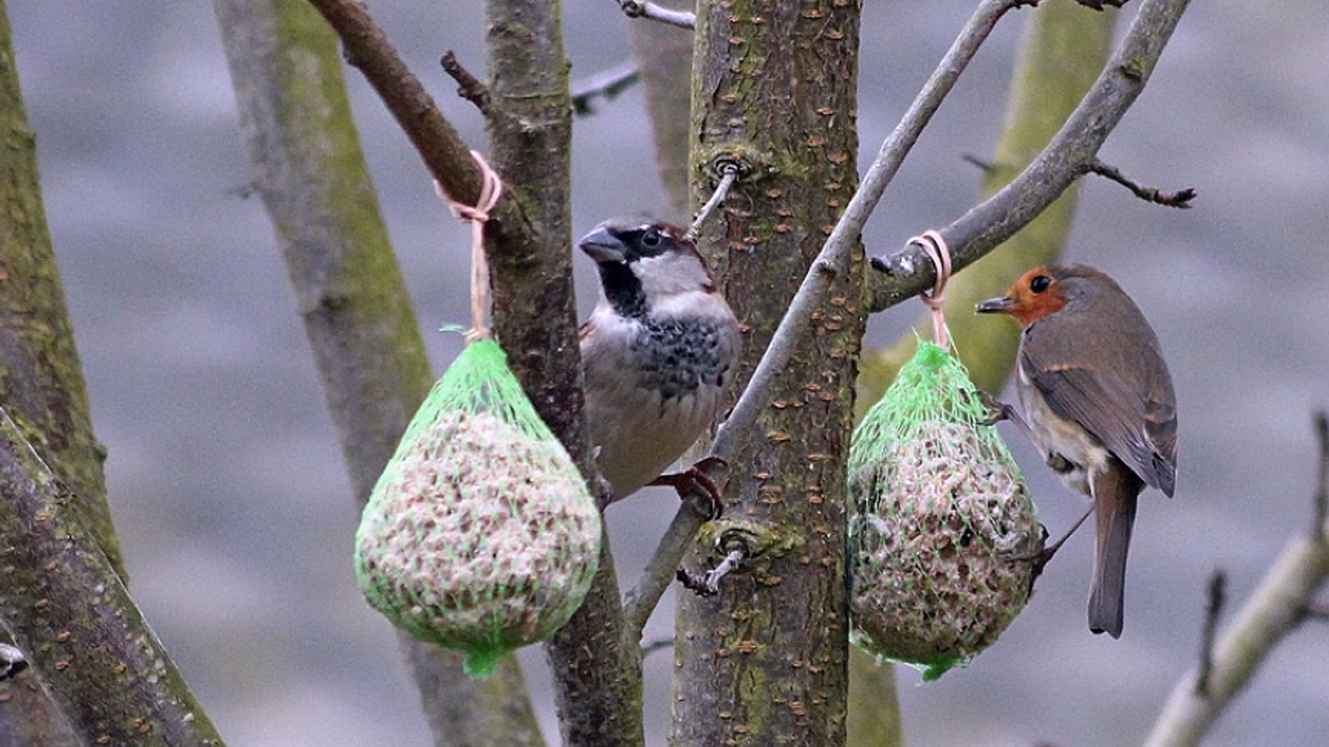 vogels_aan_vetbol_van_inrum.jpg