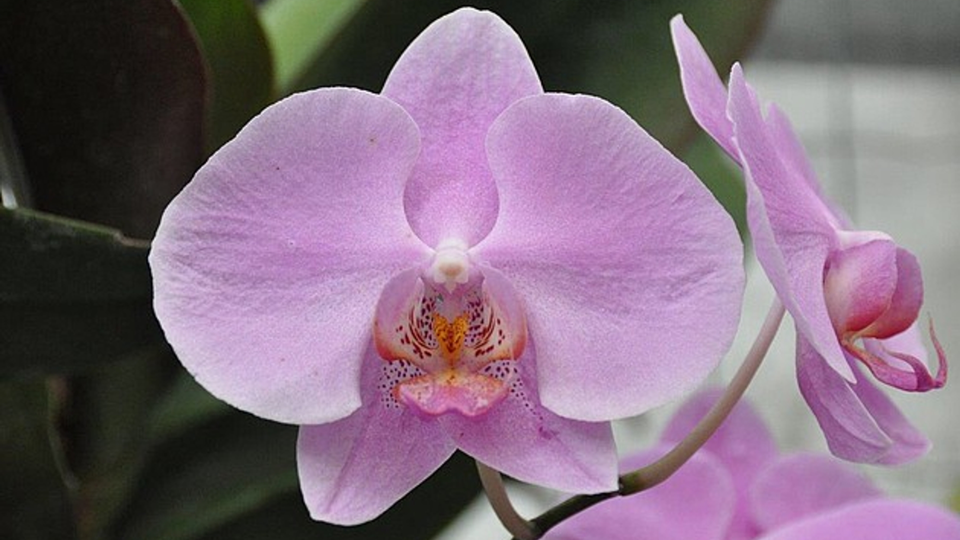 Orchidee_Jeanet1.jpg