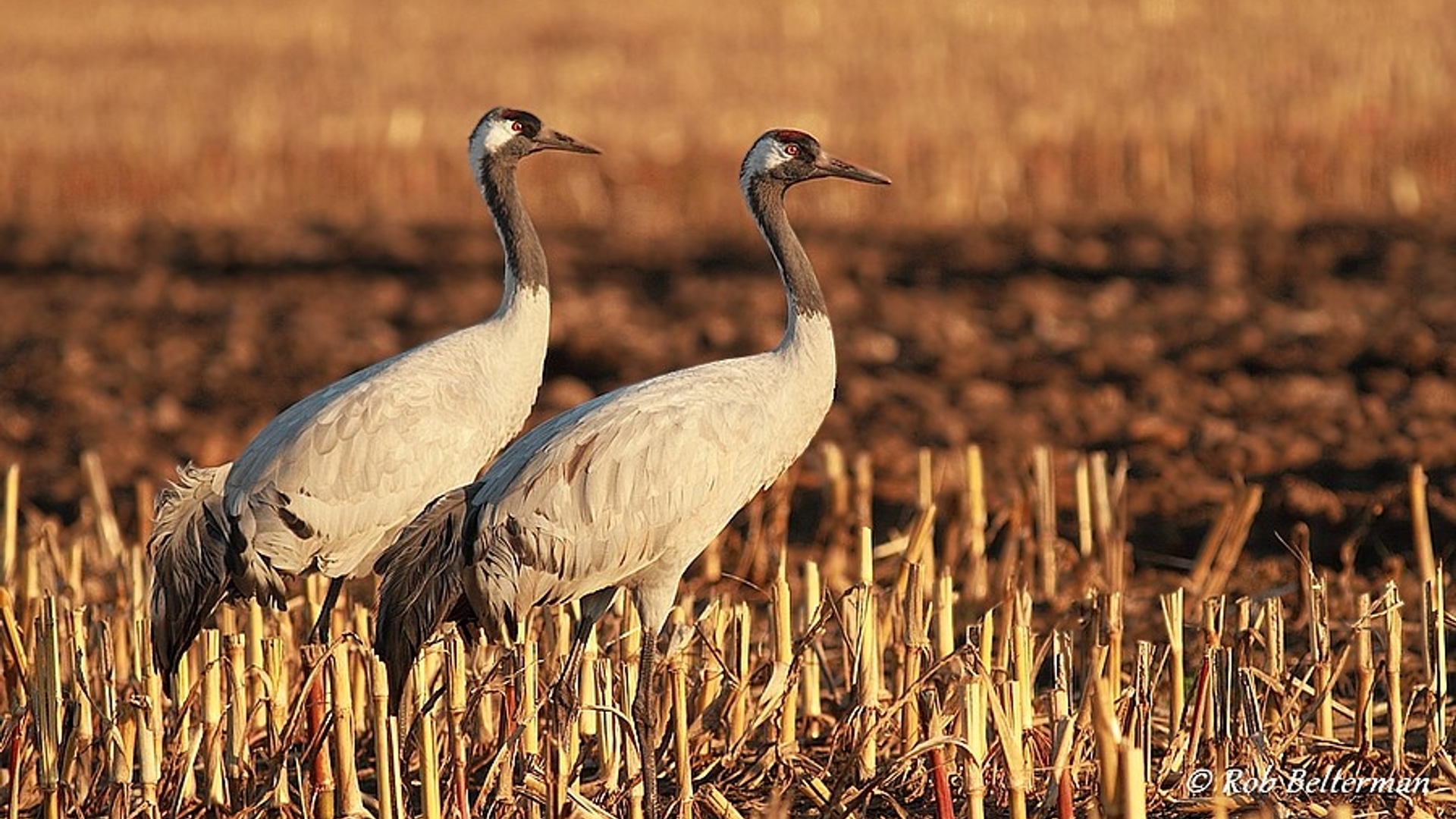 kraanvogels_belterman.jpg