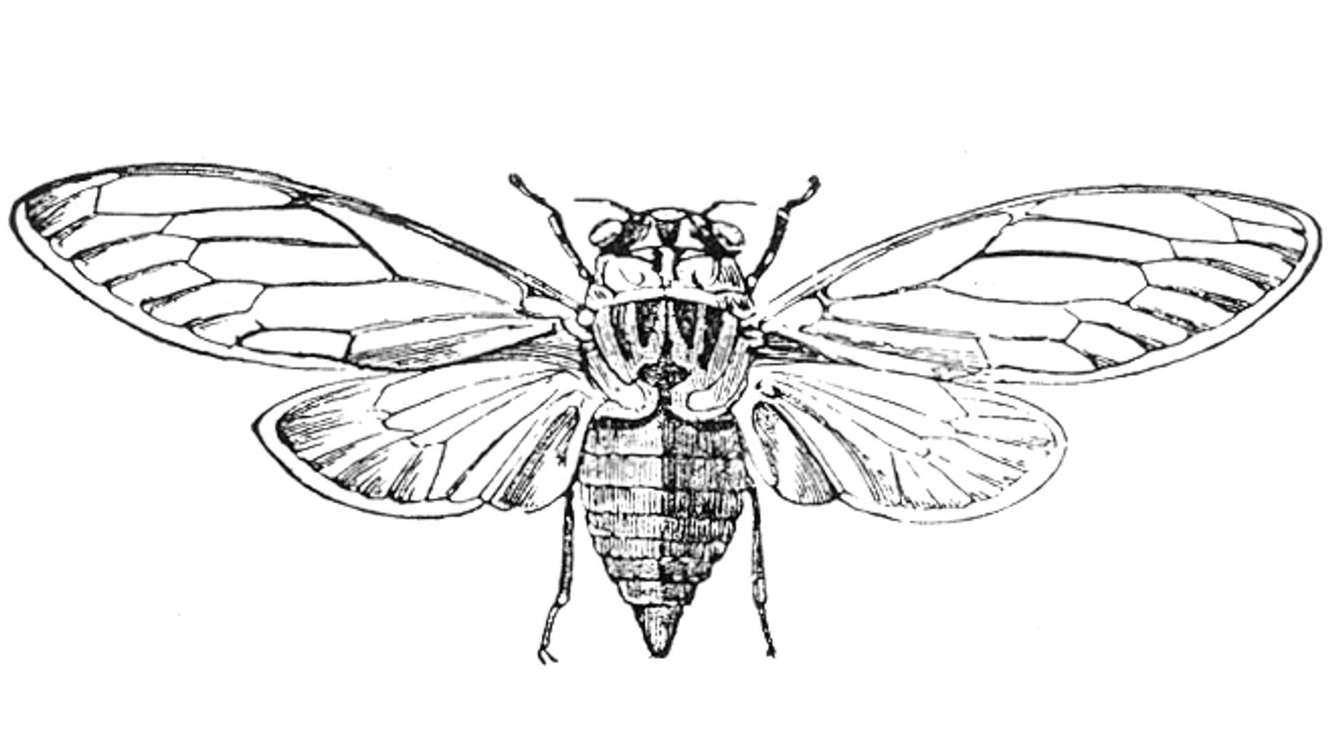 Cicada_orni.jpg