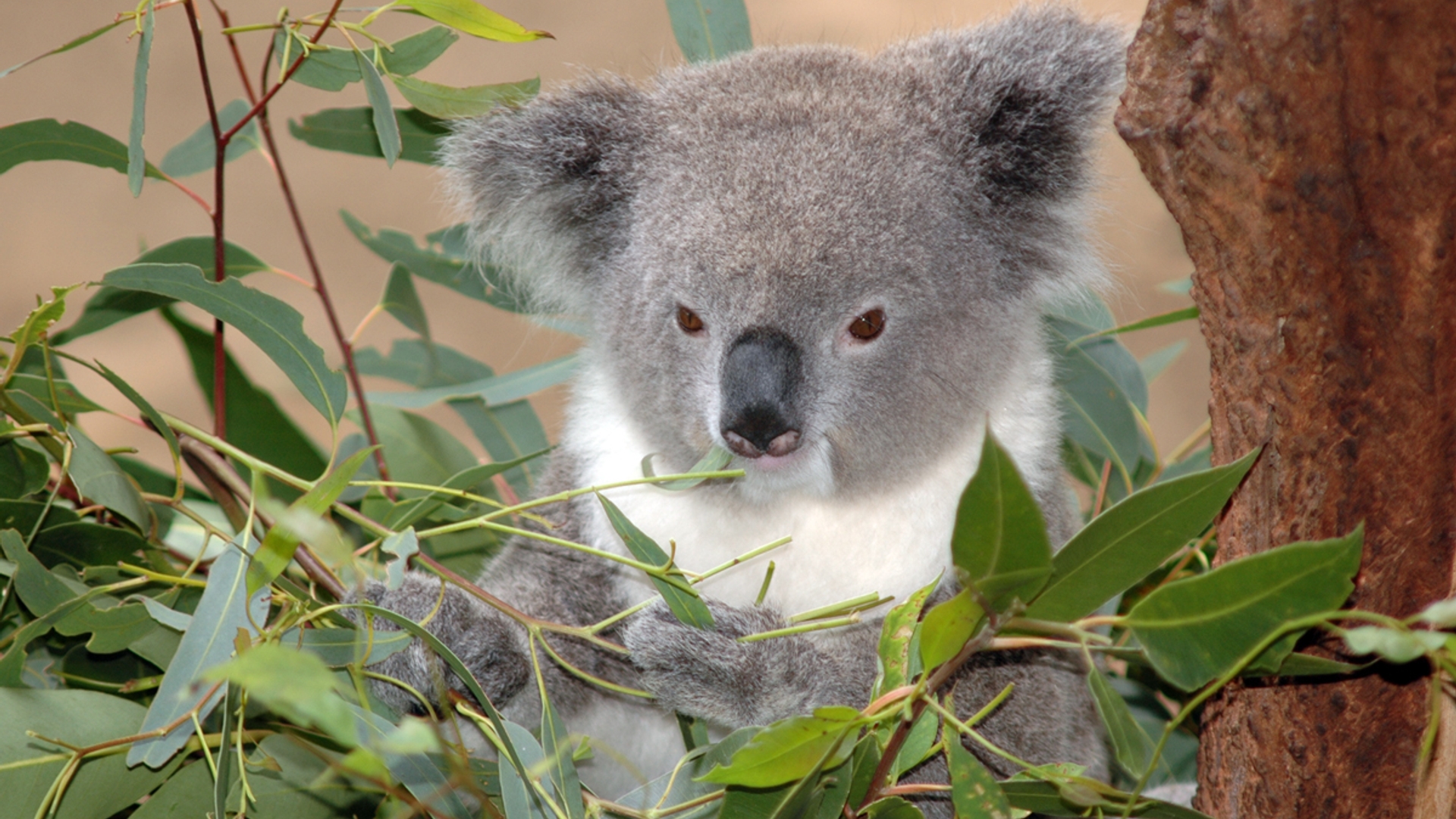 koala_02.jpg