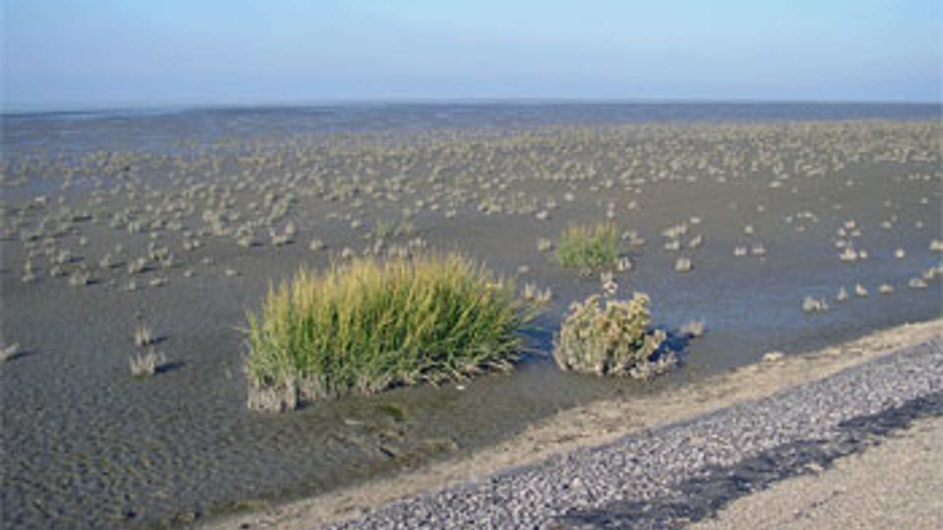 Waddenzee.jpg