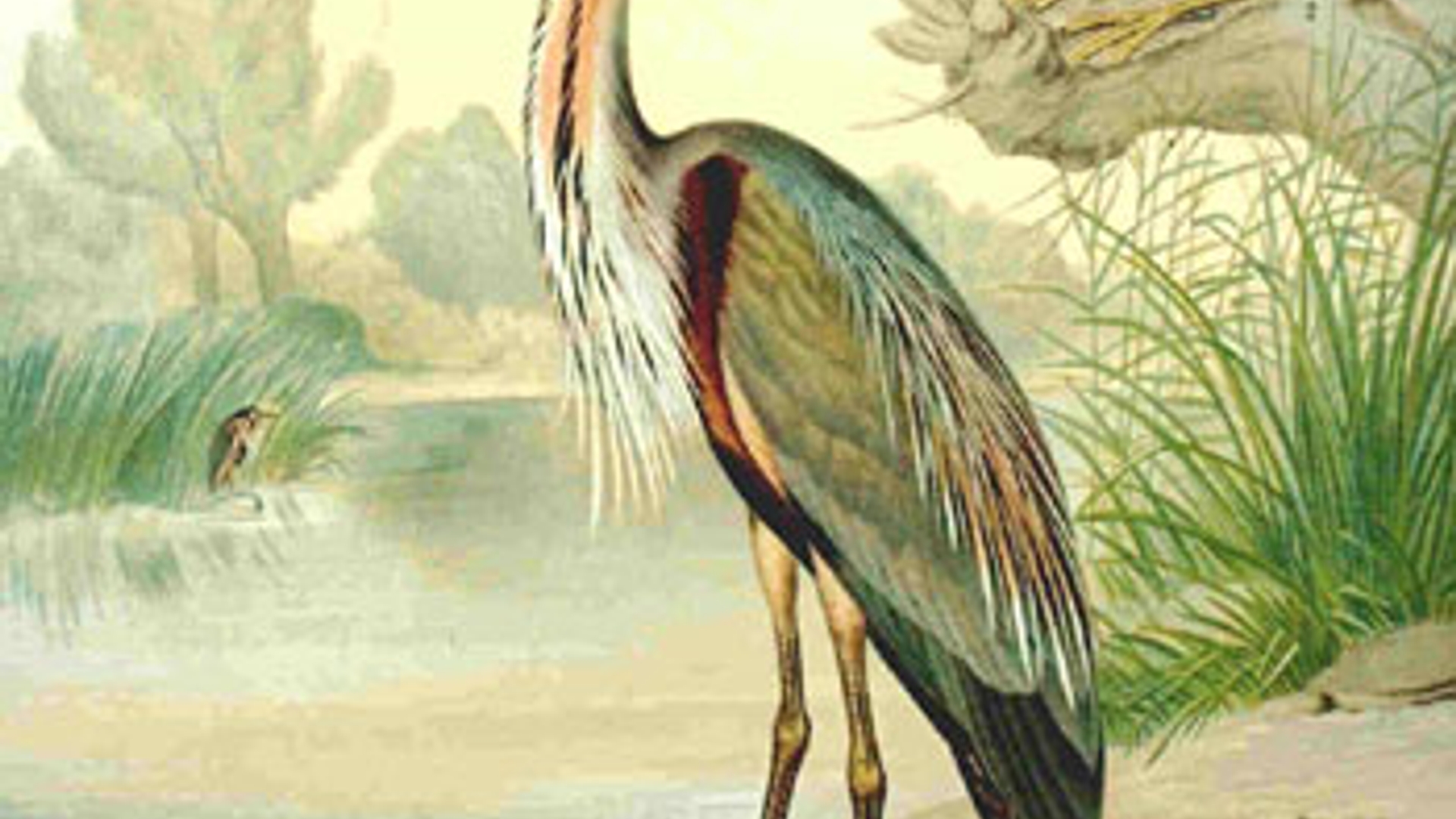 Ardea_purpurea.jpg