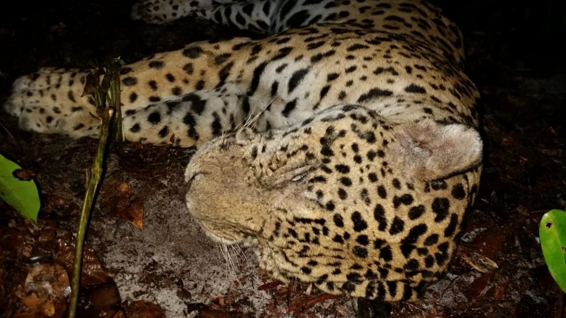 jaguar dood