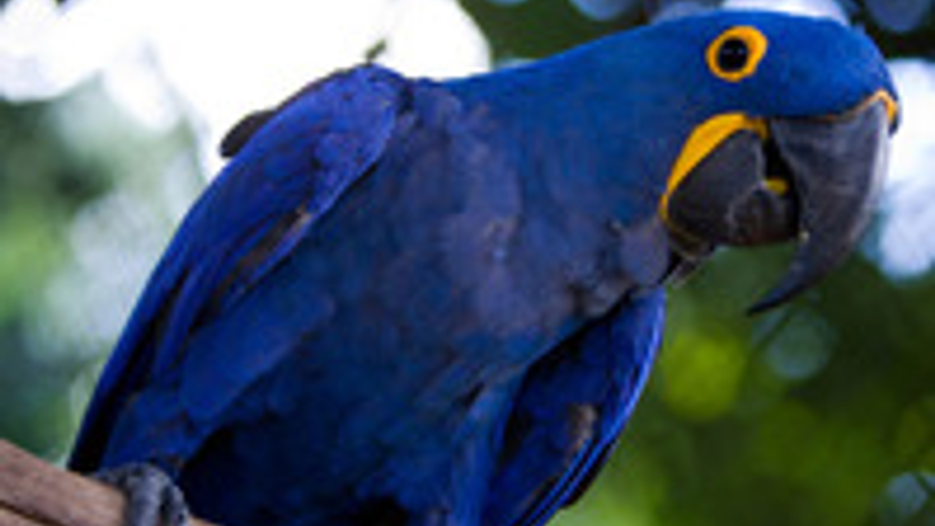 blue-brazilian-macaw-arara-azul-by-f-weberich-1374270.jpg