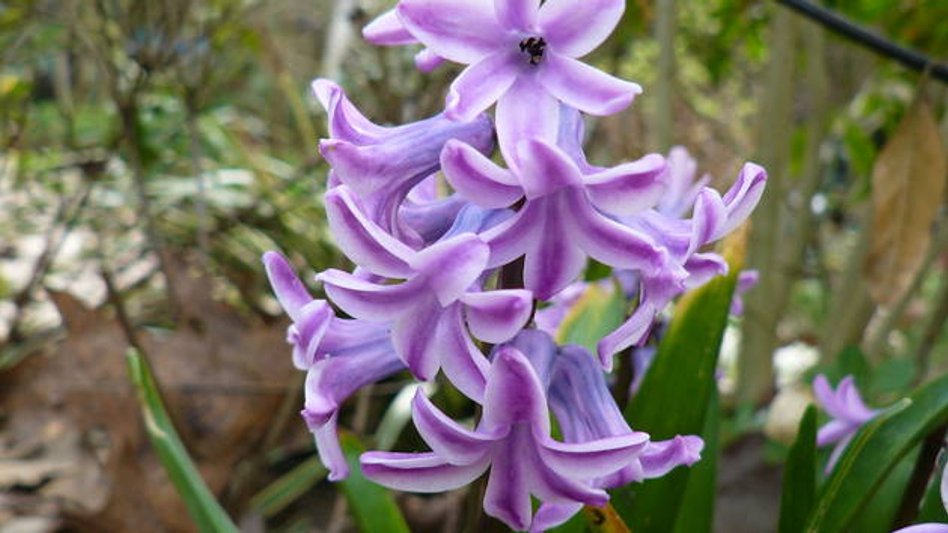 hyacinth.jpg