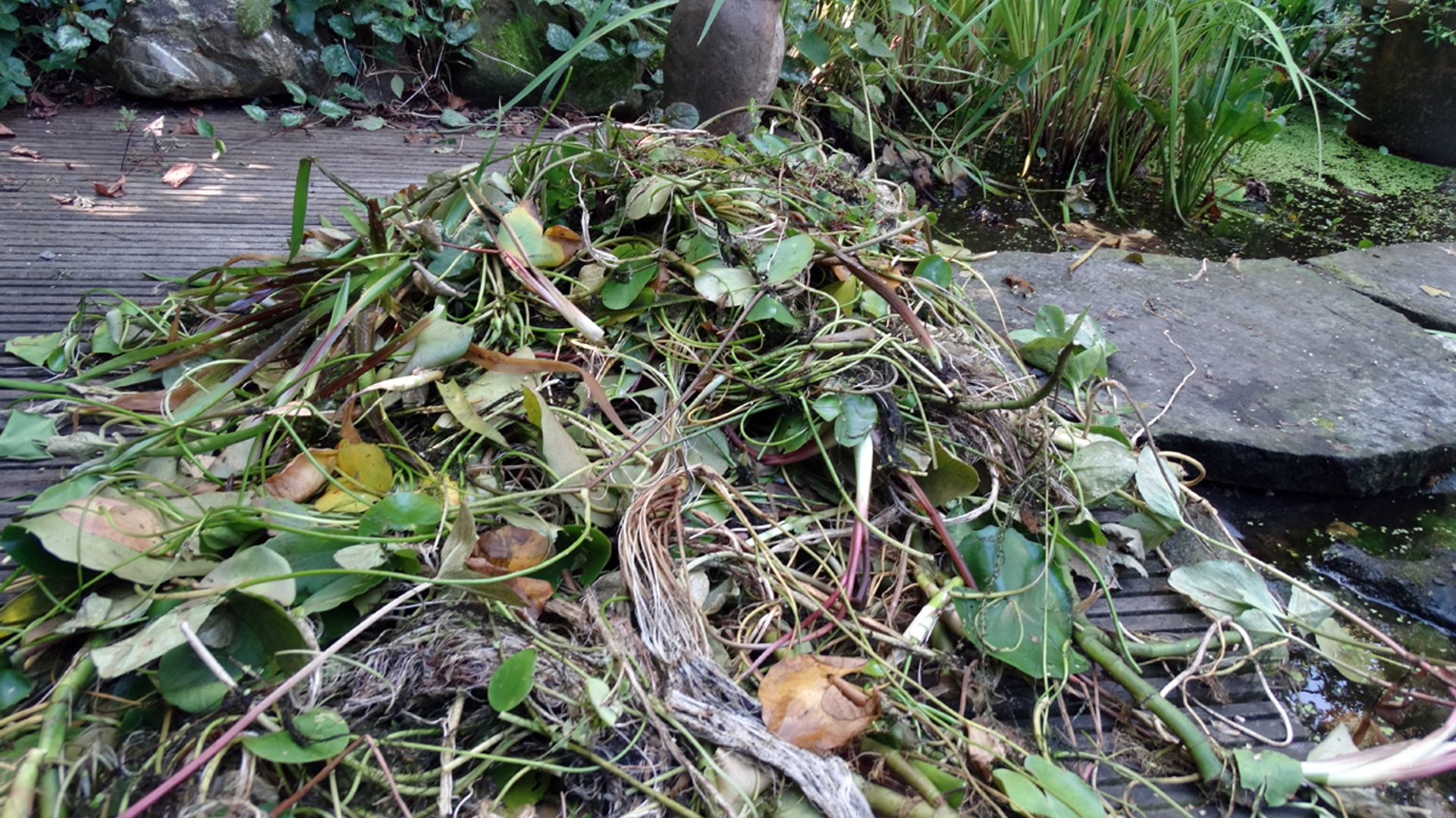 Waterplanten_op_het_droge.jpg